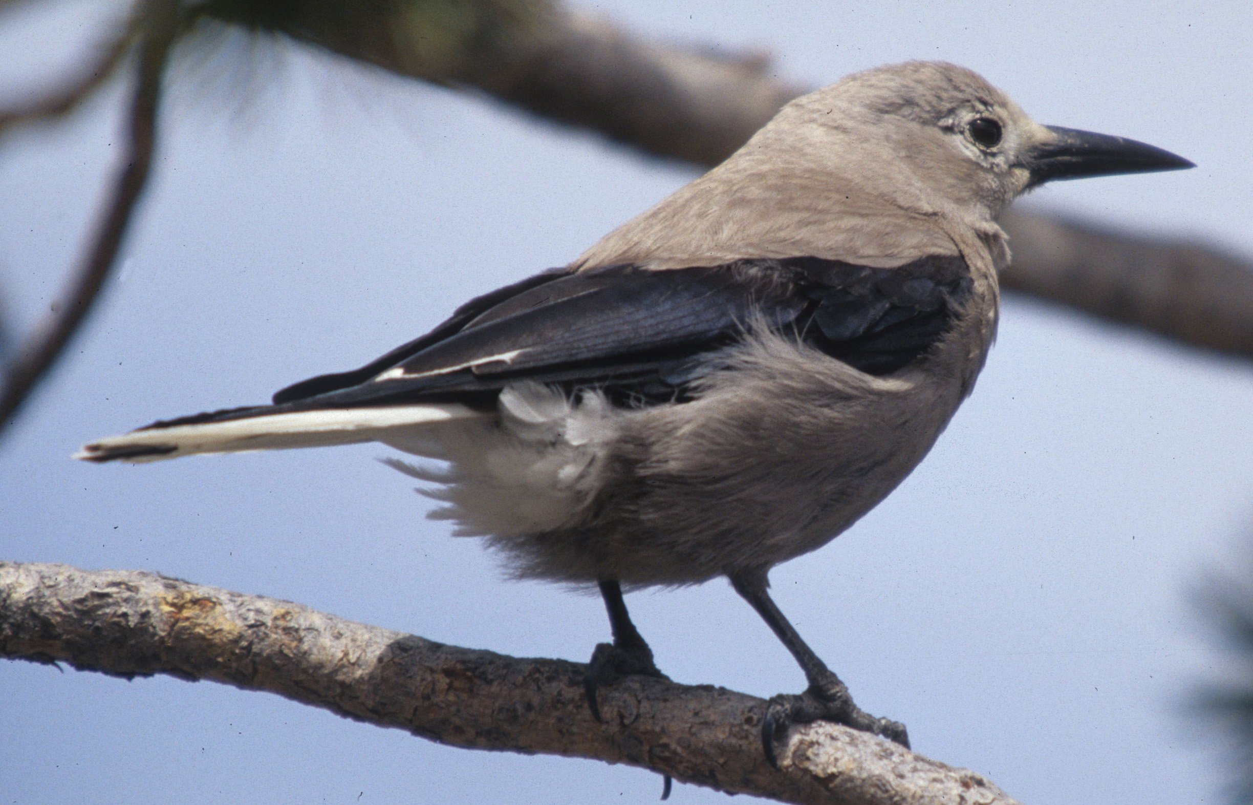 BIRD - NUTCRACKER - OREGON.jpg