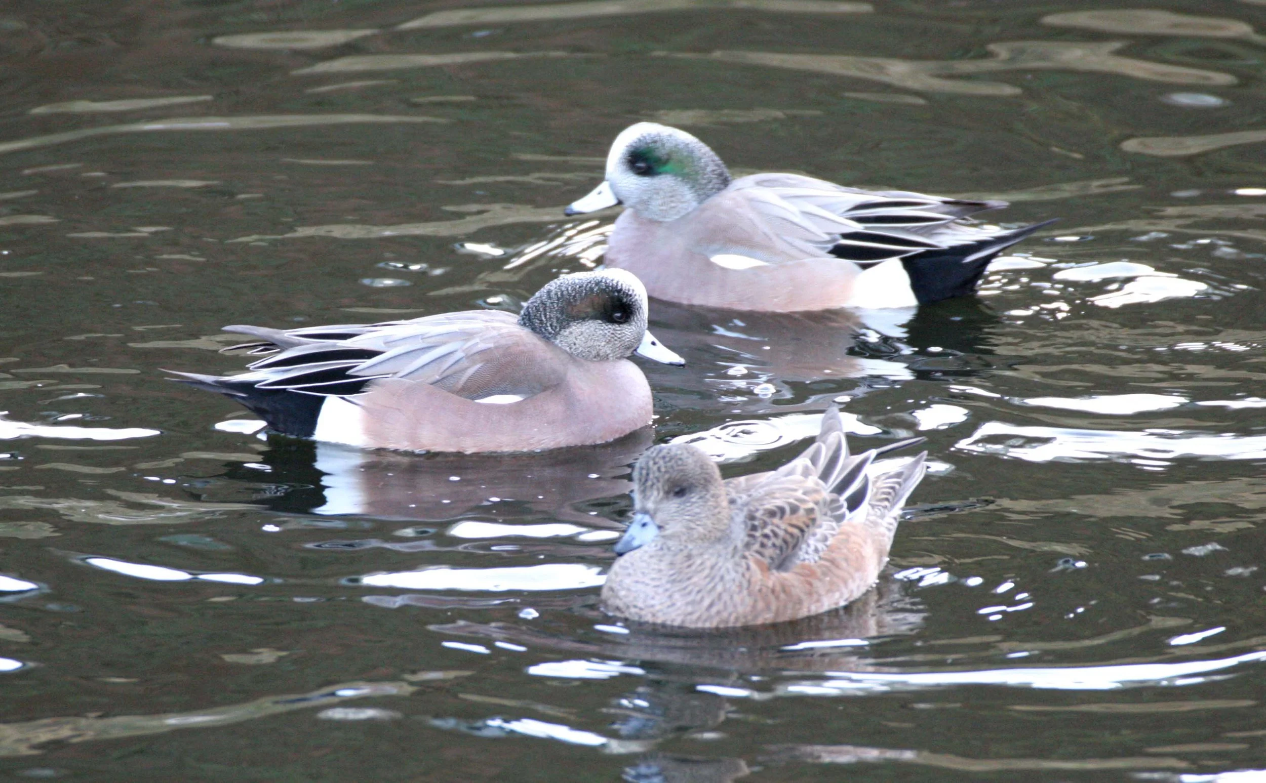 BIRD - DUCK - WIGEON - AMERICAN - PA.JPG