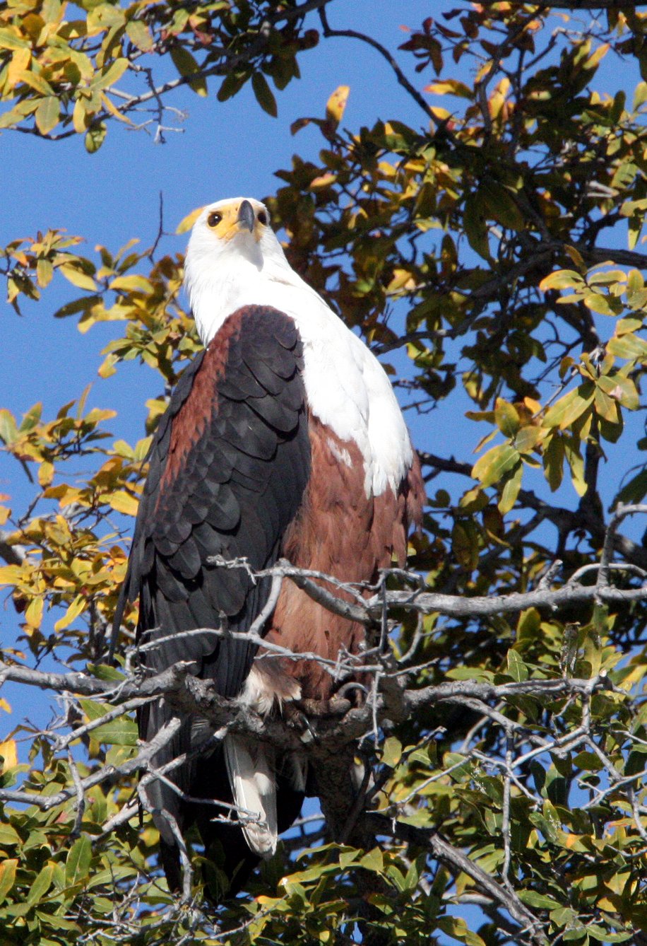 Haliaeetus vocifer - AFRICAN FISH EAGLE - CHOBE NATIONAL PARK BOTSWANA (10).JPG