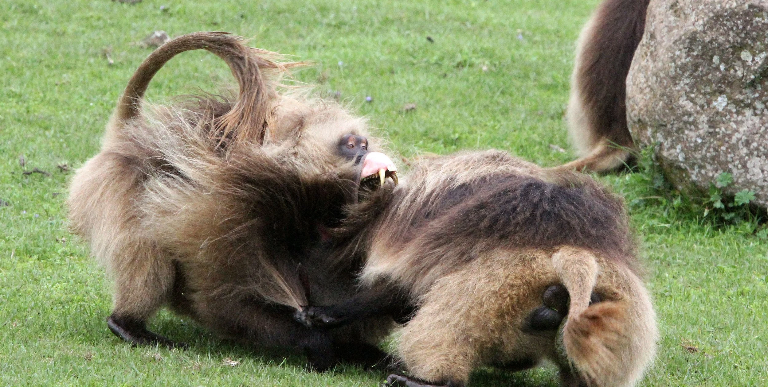 CERCOPITHECIDAE - Theropithecus gelada - GELADA - SIMIEN MOUNTAINS NATIONAL PARK ETHIOPIA (1724).JPG