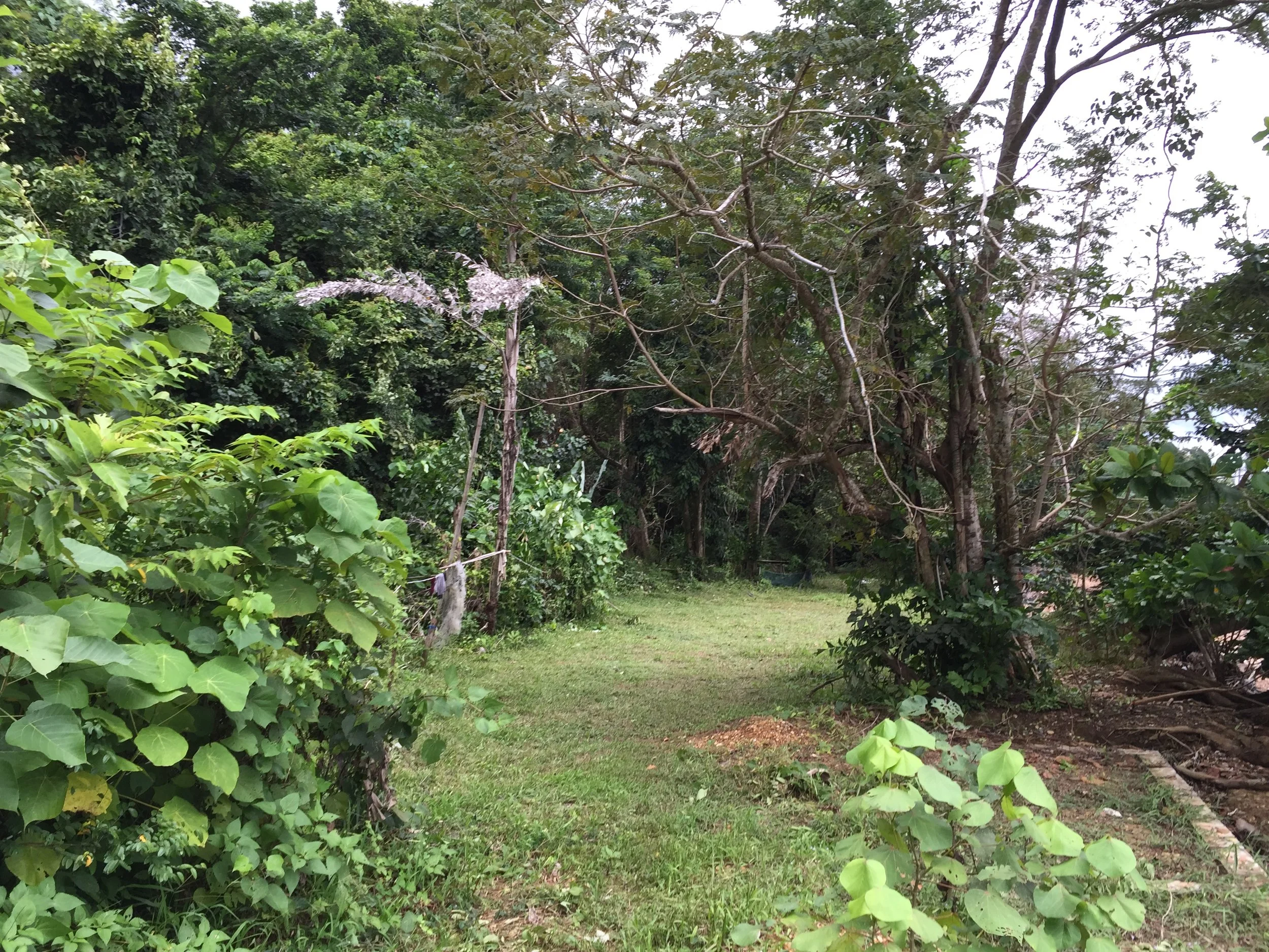 2015 Koh Lanta Garden & Nature (197).JPG