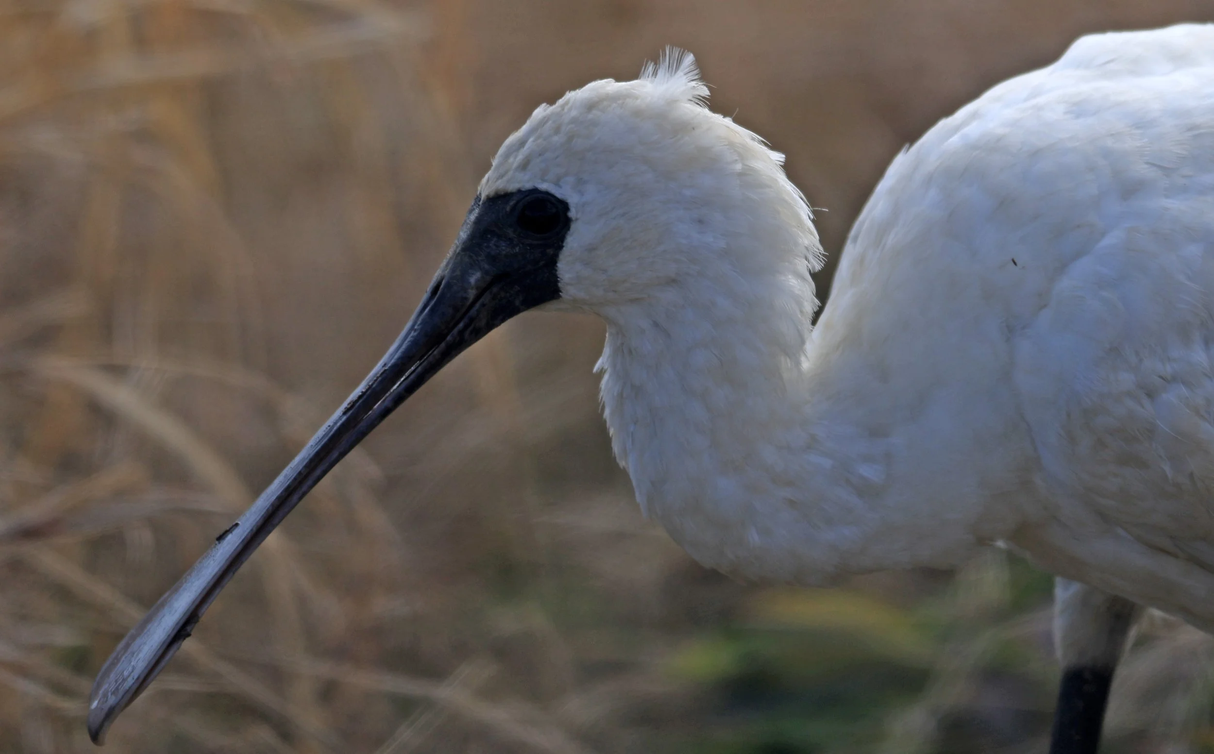Black-faced Spoonbill (Platalea minor) Izumi Crane Center and Fields Izumi Kagoshima Japan (98).jpg