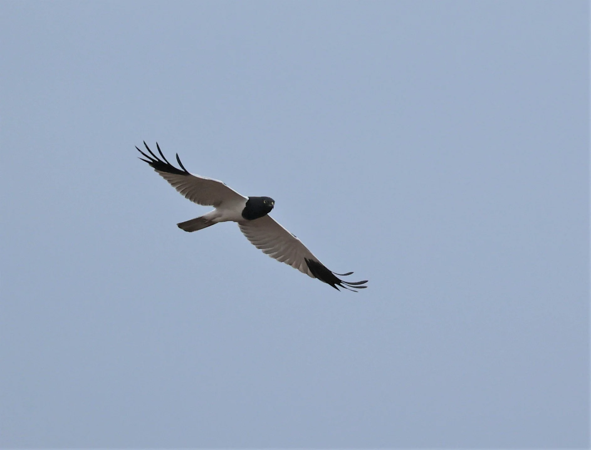 HARRIER - PIED HARRIER - Circus melanoleucos - YONOK CHIANG SAEN CHIANG RAI - ROOST Feb 2022 (19).jpg