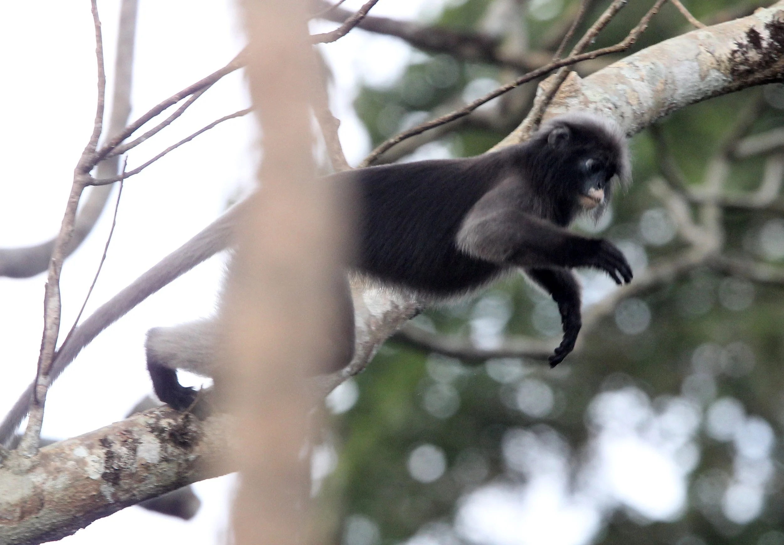 CERCOPITHECIDAE - Trachypithecus obscurus flavicauda - BLOND-TAILED (DUSKY) LANGUR - KAENG KRACHAN  NATIONAL PARK THAILAND (32).JPG
