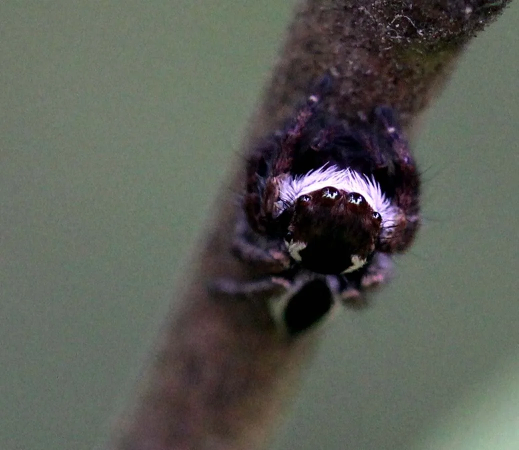 2013 in Nakhonsithammarat and some Krabi with Family (65).JPG