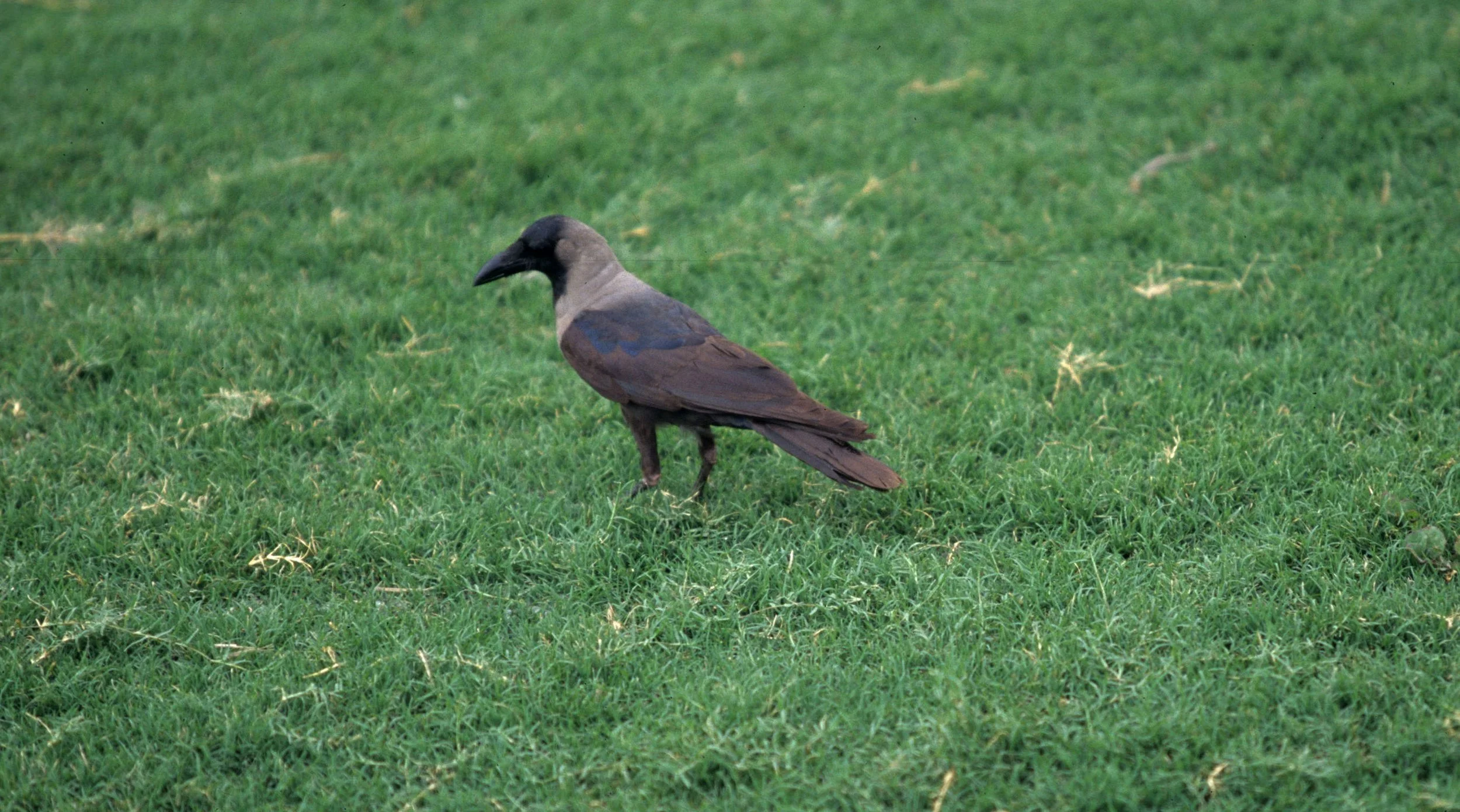 BIRD - CROW - HOUSE CROW - KALEODEO INDIA.jpg