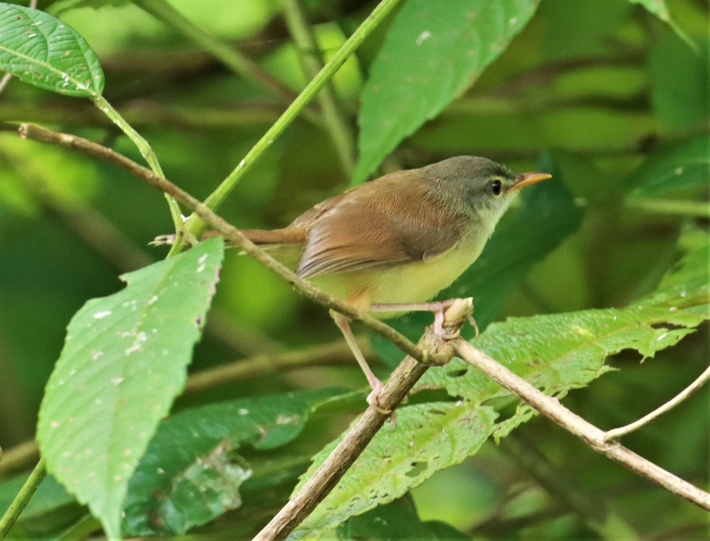 PRINIA - RUFESCENT PRINIA - Prinia rufescens - AO PHANG NGA NATIONAL PARK AREA (15).jpg