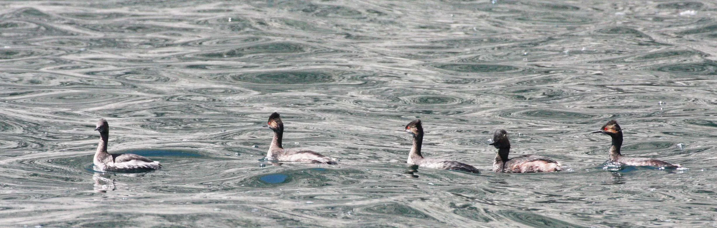 Eared Grebe (Podiceps nigricollis) Isla Santa Catalina Baja Mexico (4).JPG