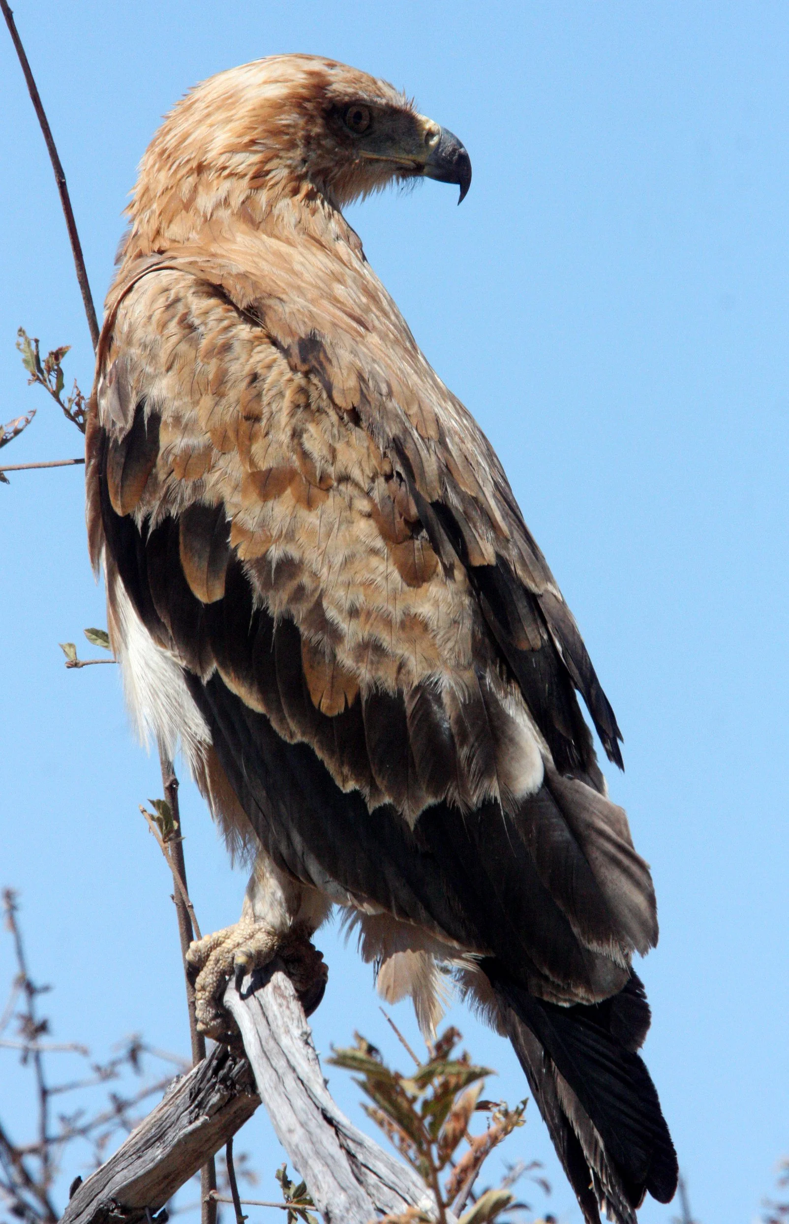 Aquila rapax - TAWNY EAGLE - ETOSHA NATIONAL PARK NAMIBIA (10).JPG
