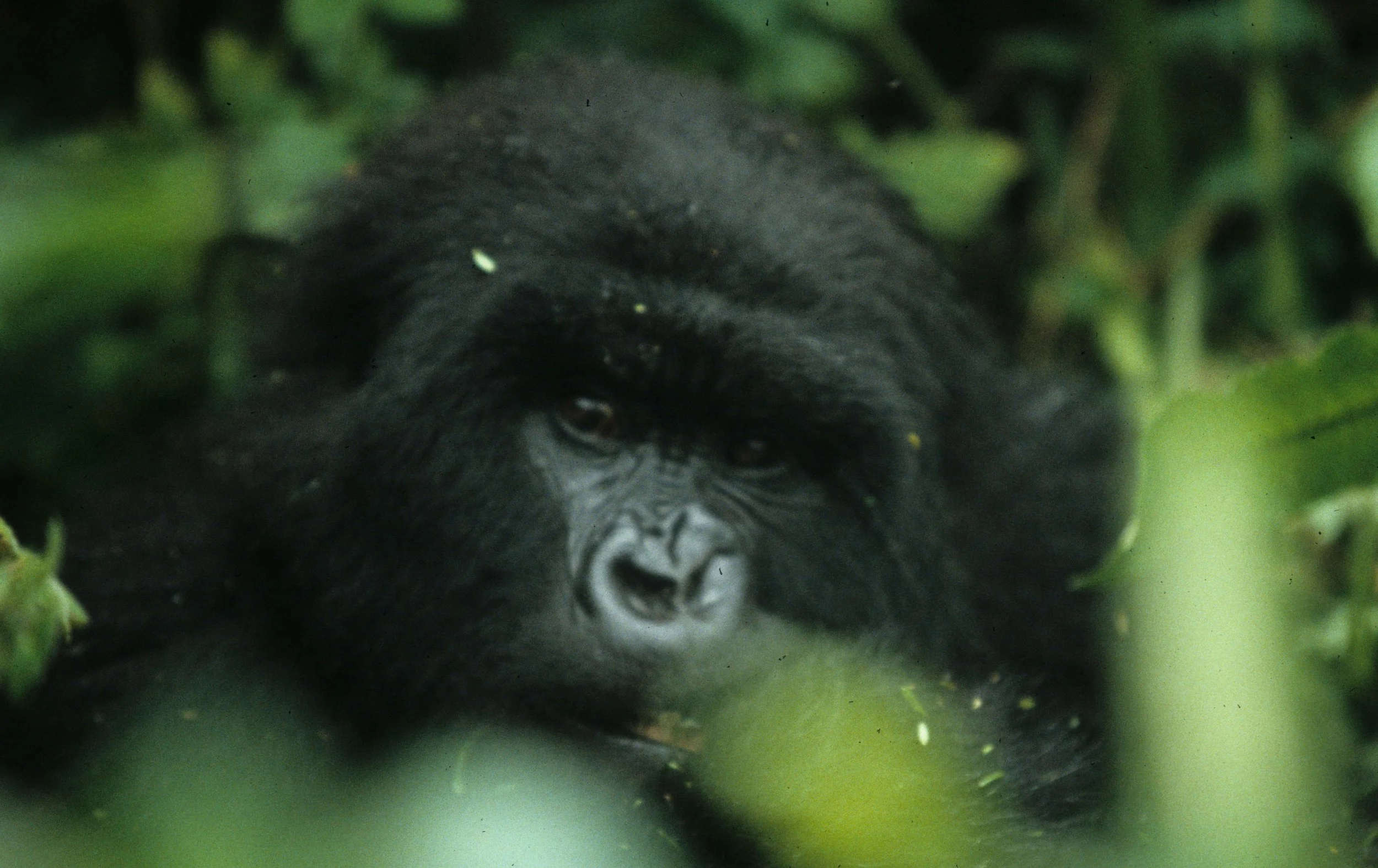 PRIMATE - GORILLA-RWANDA PARC DU VULCANS (109).jpg