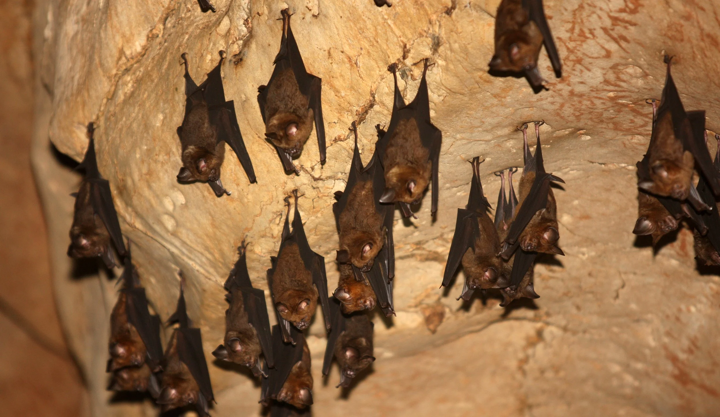 Hipposideros armiger - GREAT ROUNDLEAF BAT - LANTA ISLAND THAILAND - KHAO MAI KAEW CAVES (14).JPG