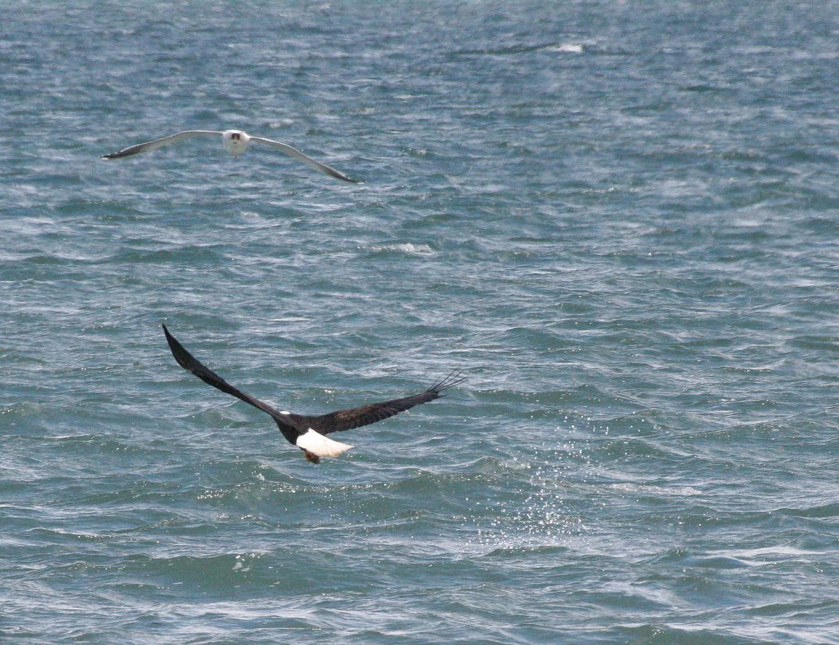 Haliaeetus leucocephalus - AMERICAN BALD EAGLE - FISHING HUMBOLT SQUID - SEQUIM BAY WA (41).JPG