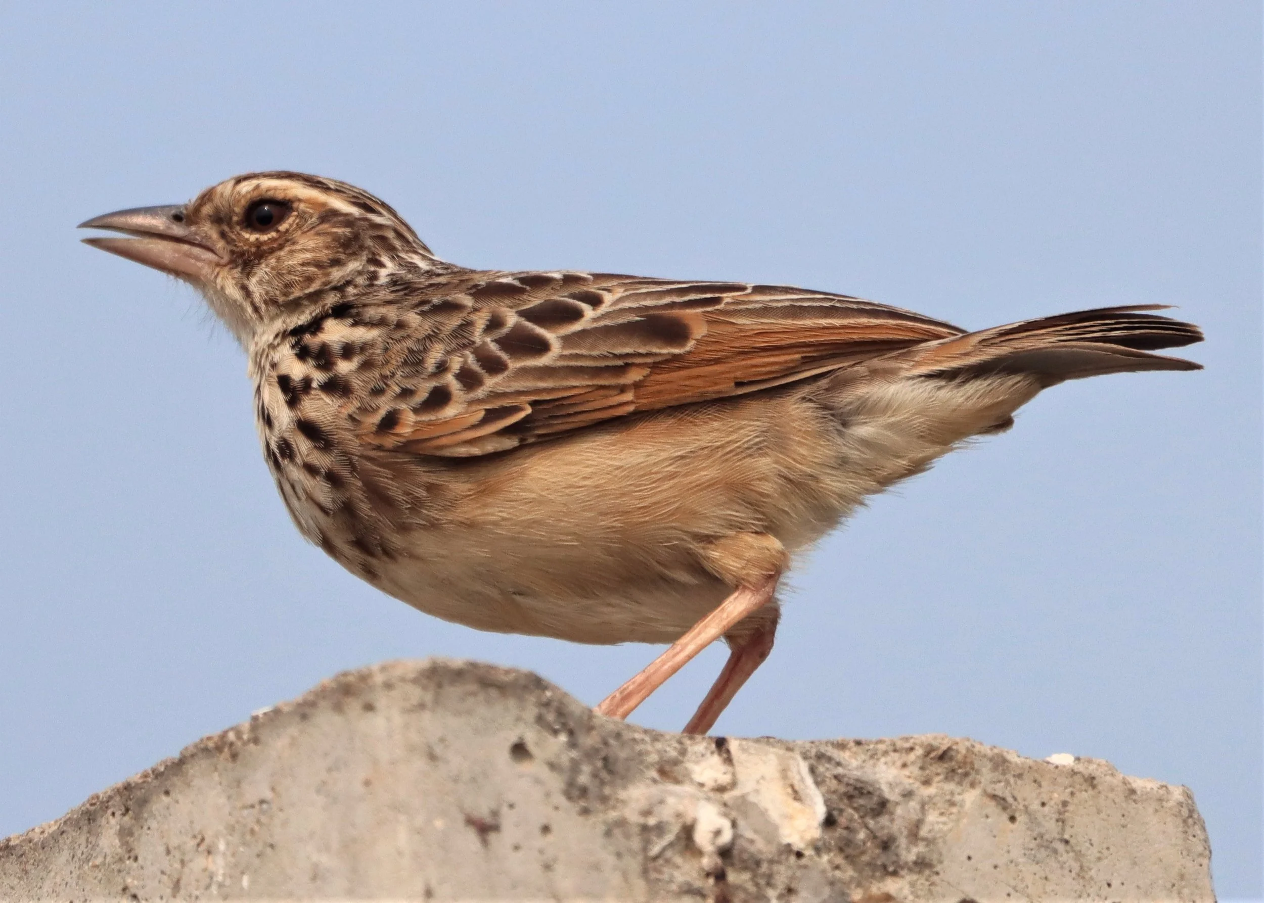 Indochinese Bushlark (Mirafra erythrocephala) Bang Khaem Wetlands Nakhon Pathom (13).jpg