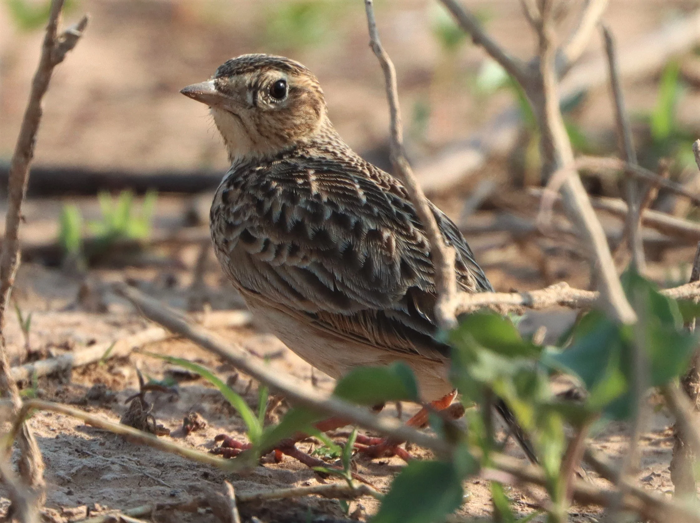 Oriental Skylark (Alauda gulgula) Pak Chong Lake Kumontong (5).jpg