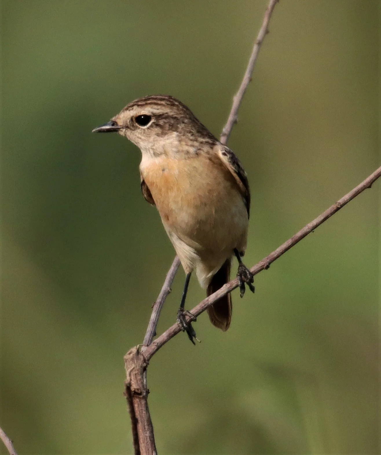 STONECHAT - SIBERIAN STONECHAT - Saxicola maurus - LAT KRABANG WETLANDS NEAR BKK (7).jpg