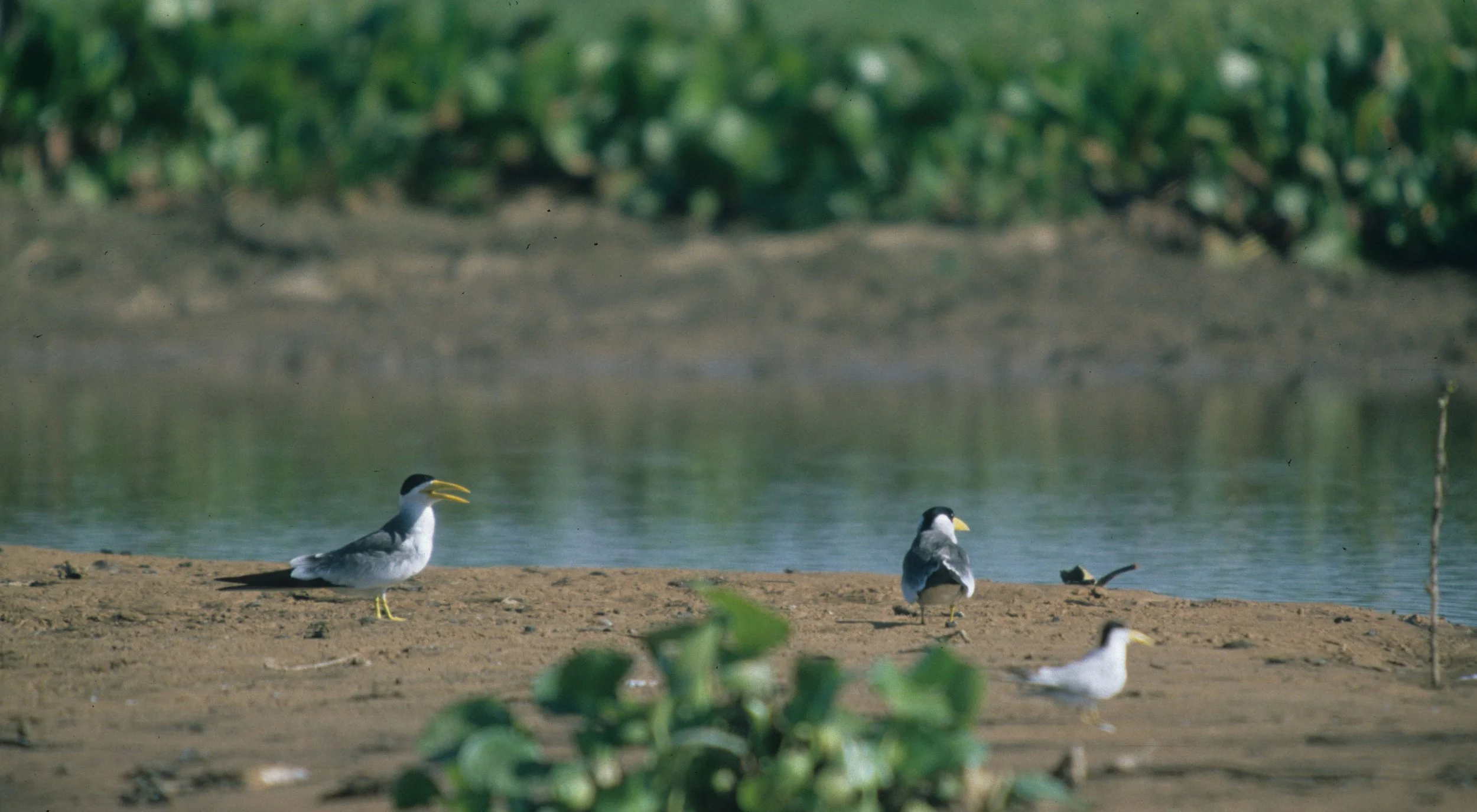BIRD - TERN - LARGE BILLED - PANTANAL D.jpg