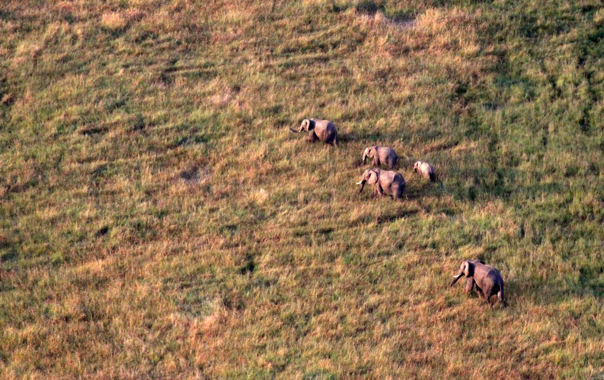 ELEPHANT - MASAI MARA NATIONAL PARK KENYA (48).JPG