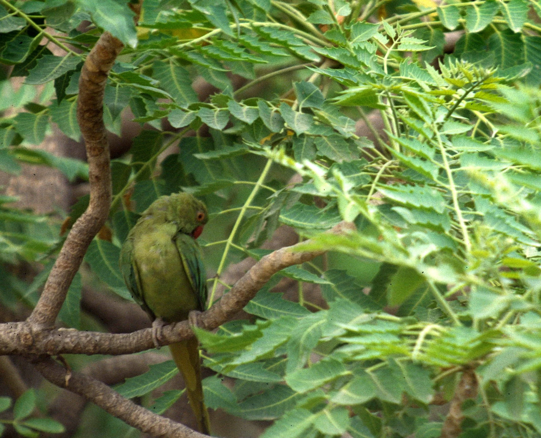BIRD - PARAKEET - ALEXANDRINE PARAKEET - AGRA INDIA.jpg
