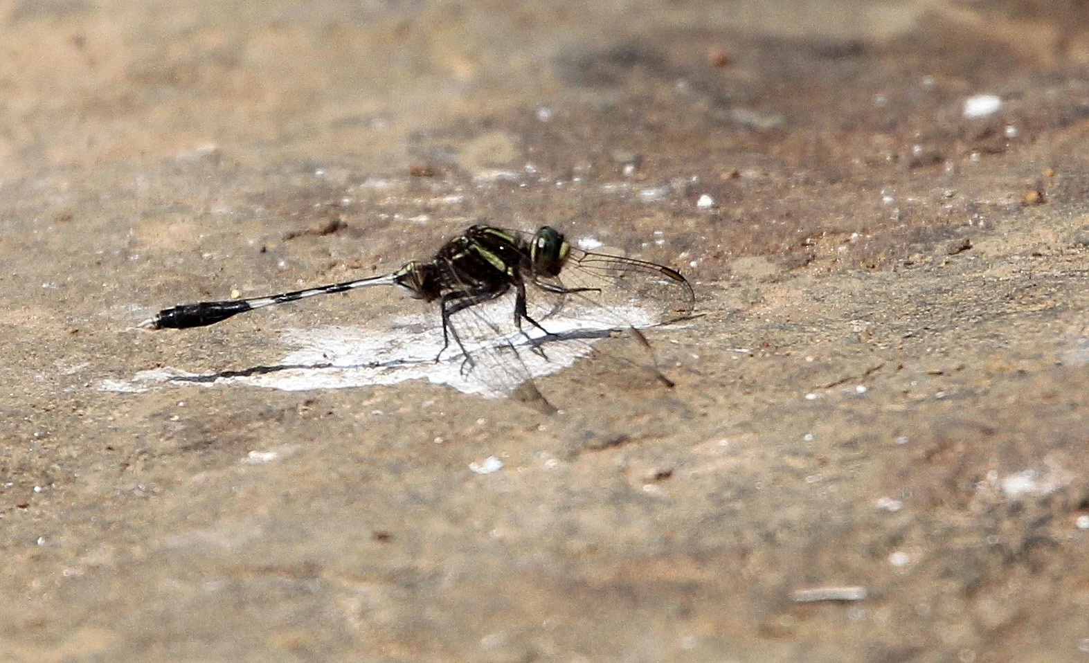 Tholpetty Reserve, Kerala India