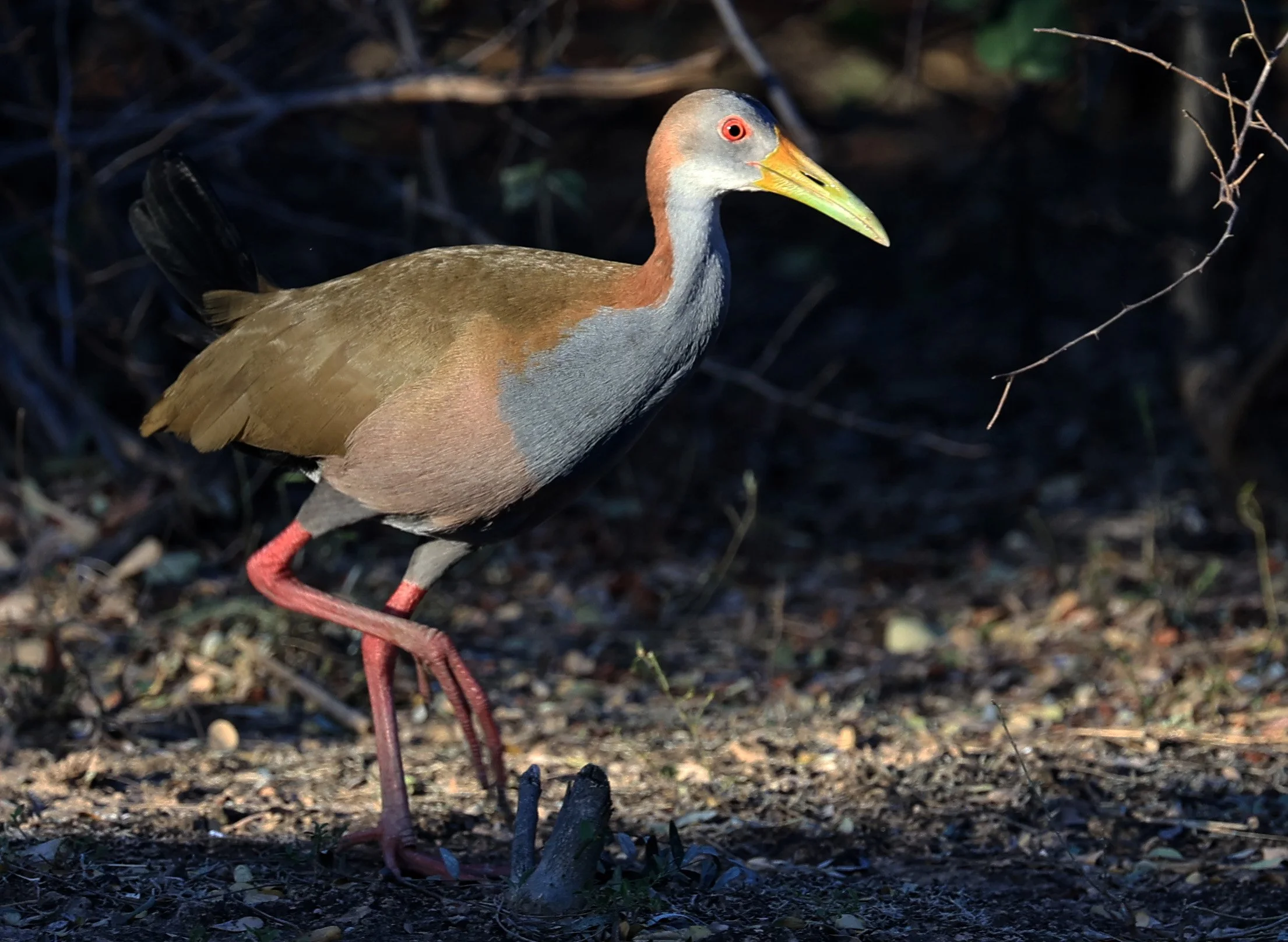 Gray-cowled Wood-Rail (Aramides cajaneus) Reserva Natural Canada el Carmen, Paraguay  (12).jpg