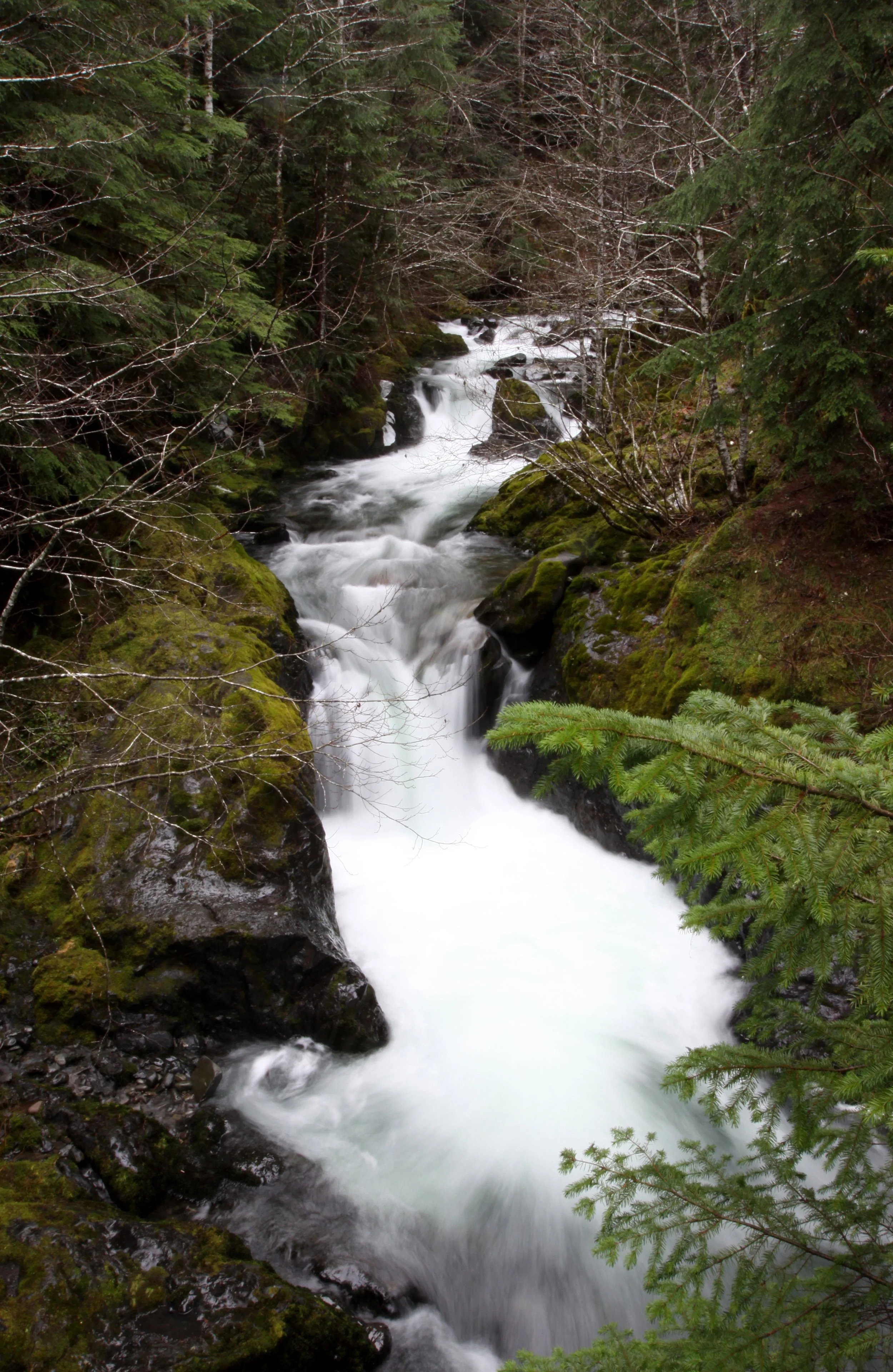 OLYMPIC HOTSPRINGS TRAIL - TRIBUTARY RIVER IN ELWHA WATERSHED (14).JPG
