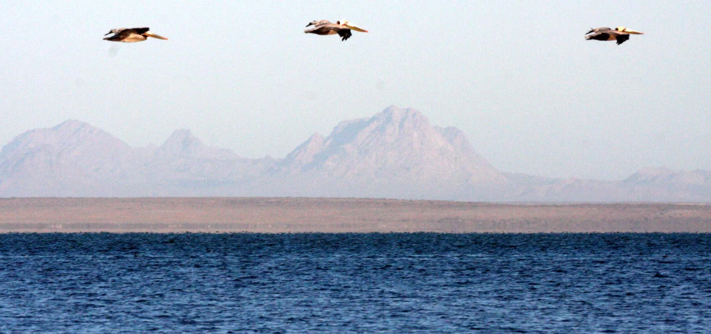 Pelecanus occidentalis - BROWN PELICAN - SAN IGNACIO LAGOON BAJA MEXICO (1).JPG