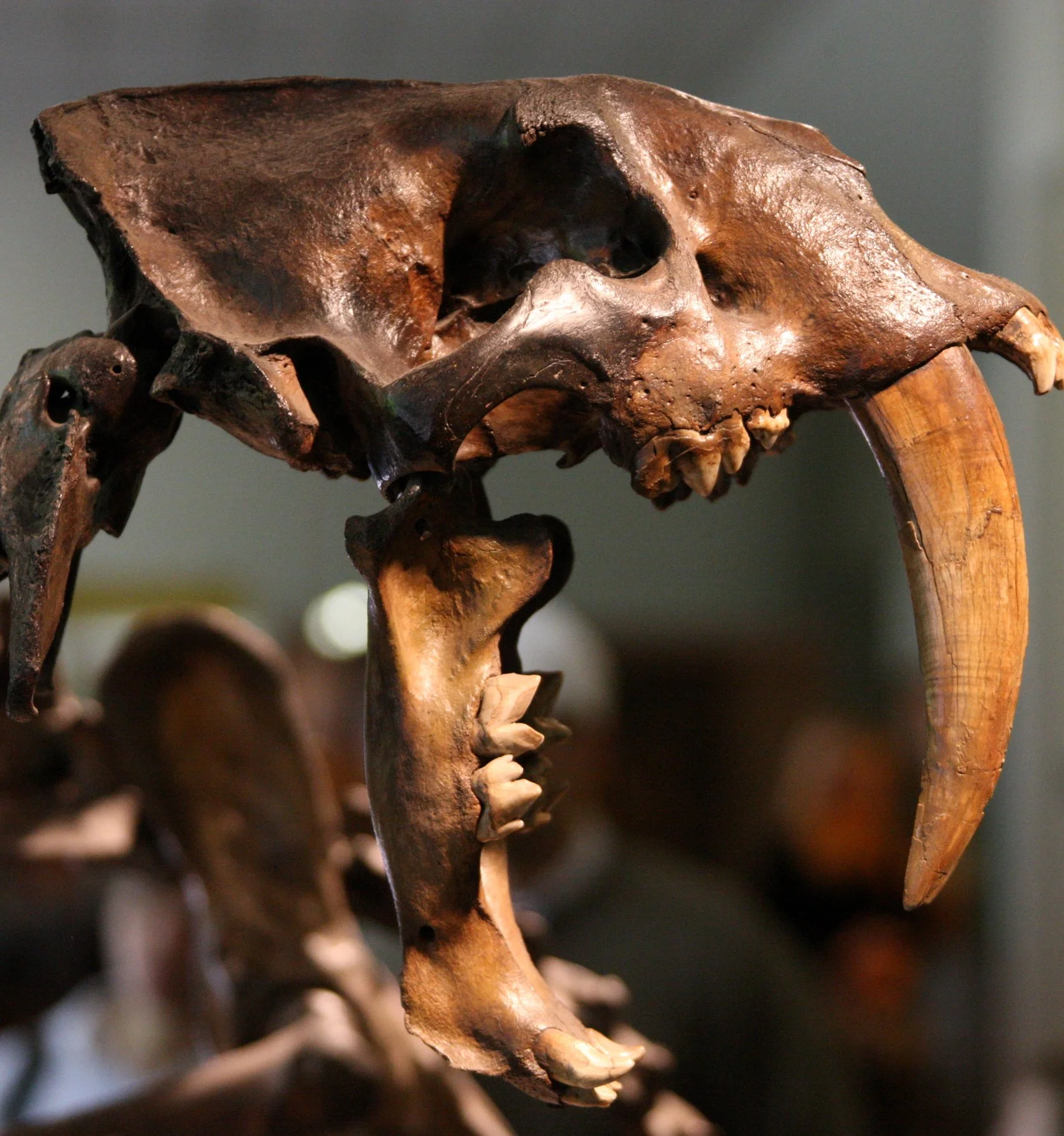 2010-4-5 LA BREA TAR PITS LOS ANGELES (12).JPG