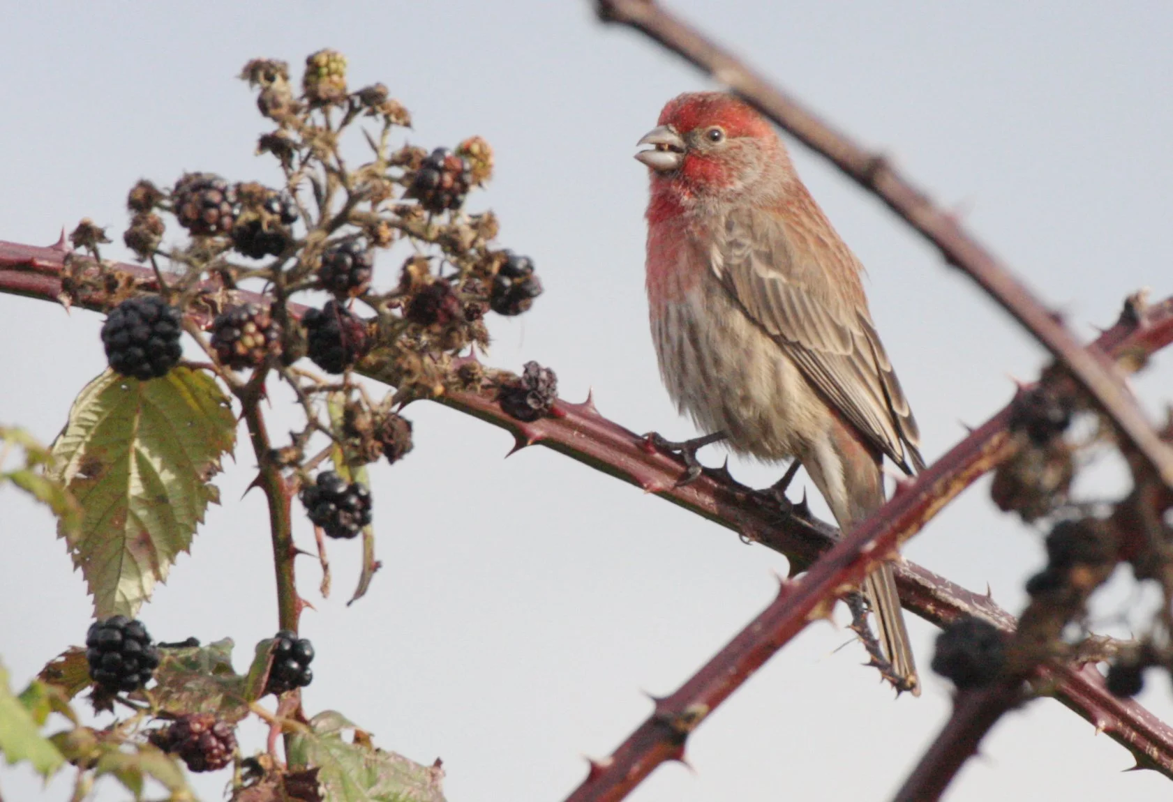House Finch (Haemorhous mexicanus) Jamestown Washington (18).JPG