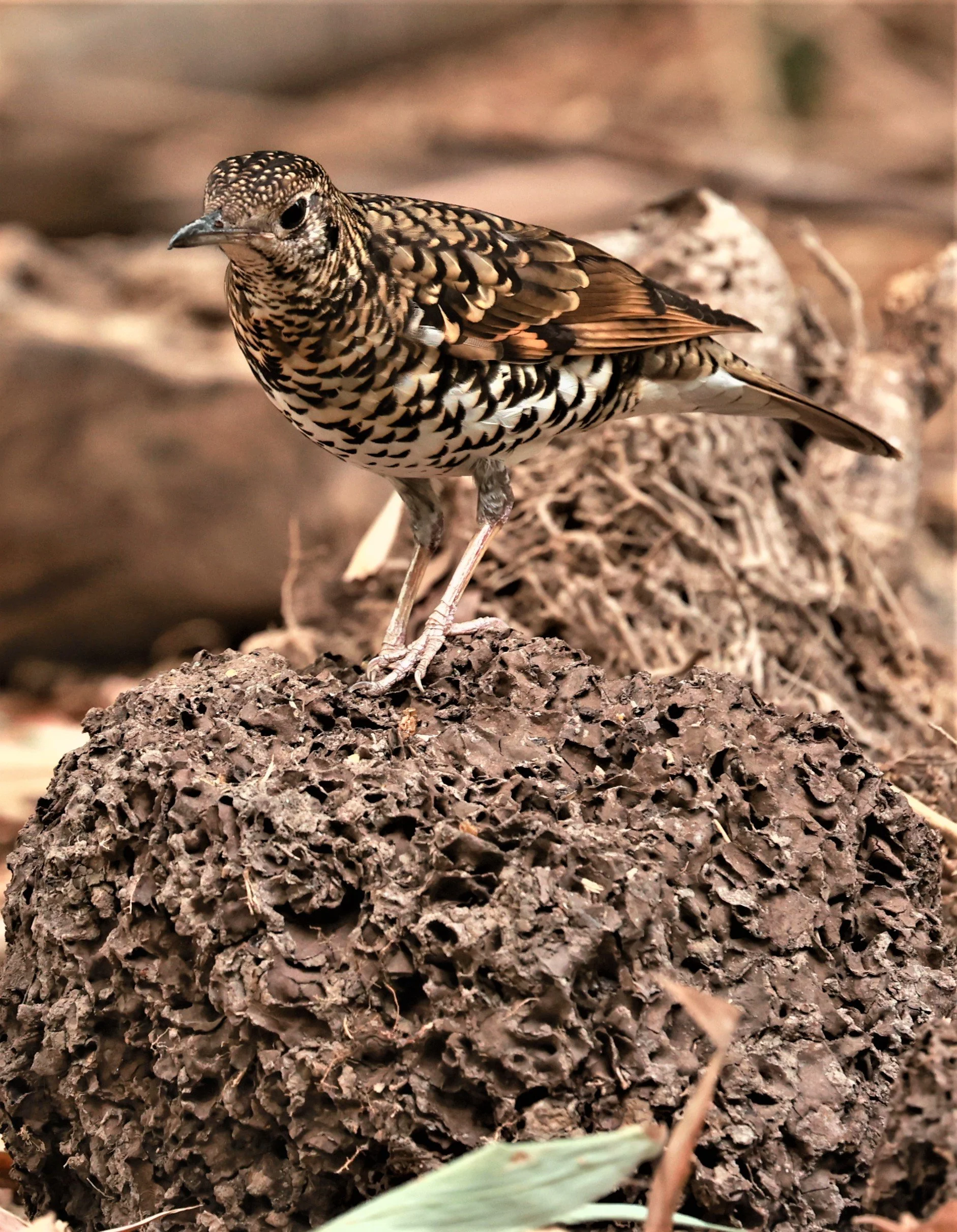 White's Thrush (Zoothera aurea) Putthamonthon Park Nakhon Pathom Thailand (21).jpg