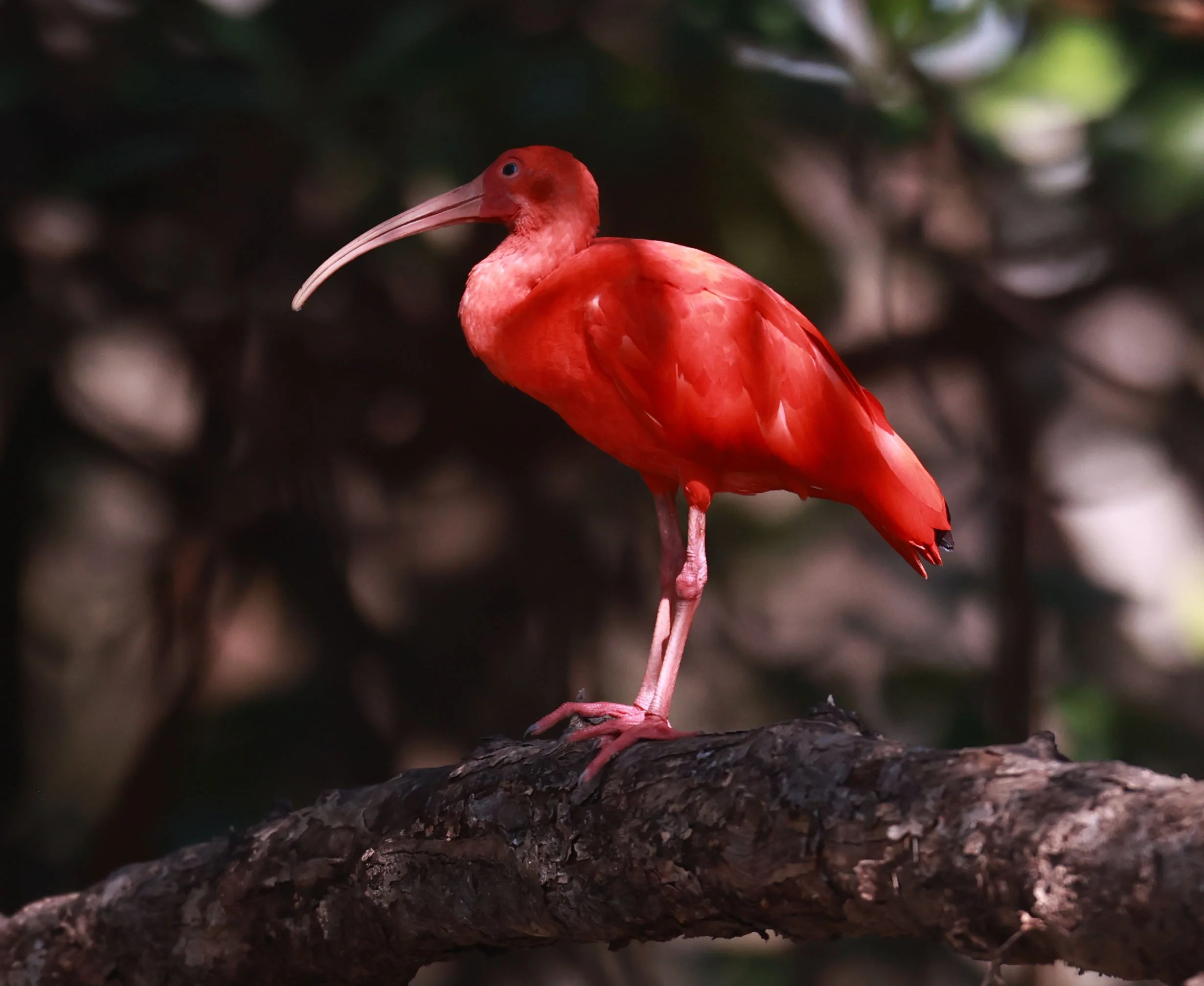 Ibis - Scarlet Ibis - Eudocimus ruber - 29 Songkaow Cafe, Chachoengsao Thailand (166).jpg
