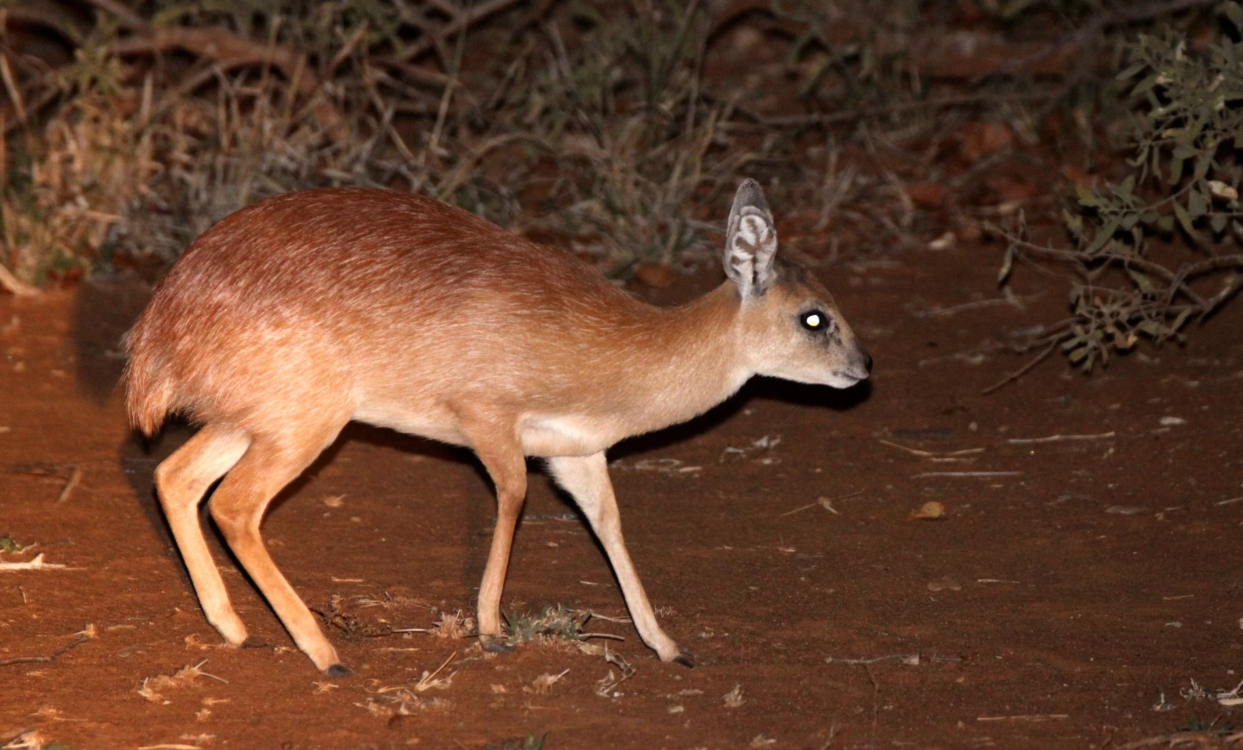 Genus Raphicerus Grysbok & Steenbok — Coke Smith Wildlife