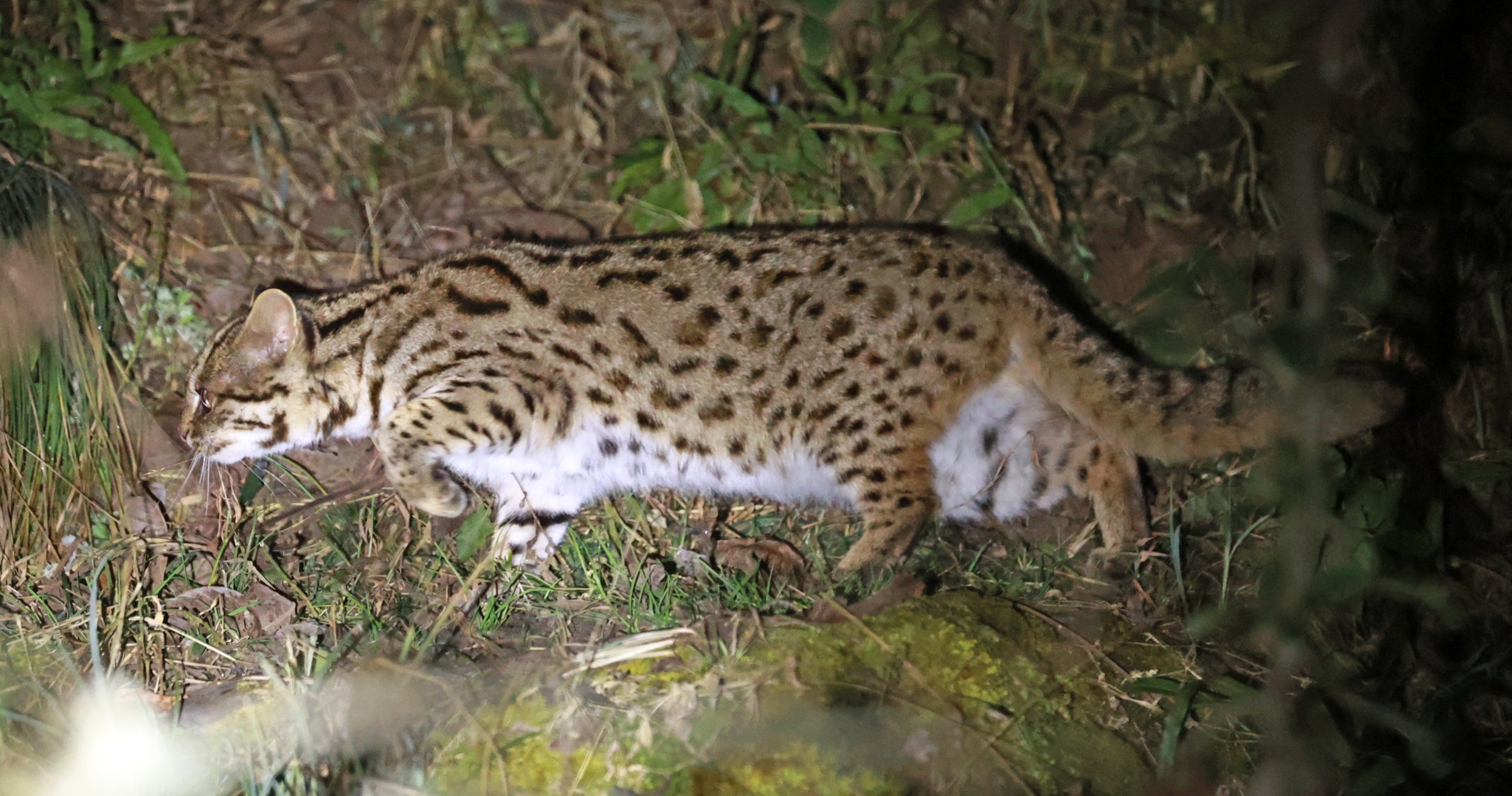 Mainland Leopard Cat (Prionailurus bengalensis) Tangjiahe National Nature Reserve, Sichuan China (45).jpg