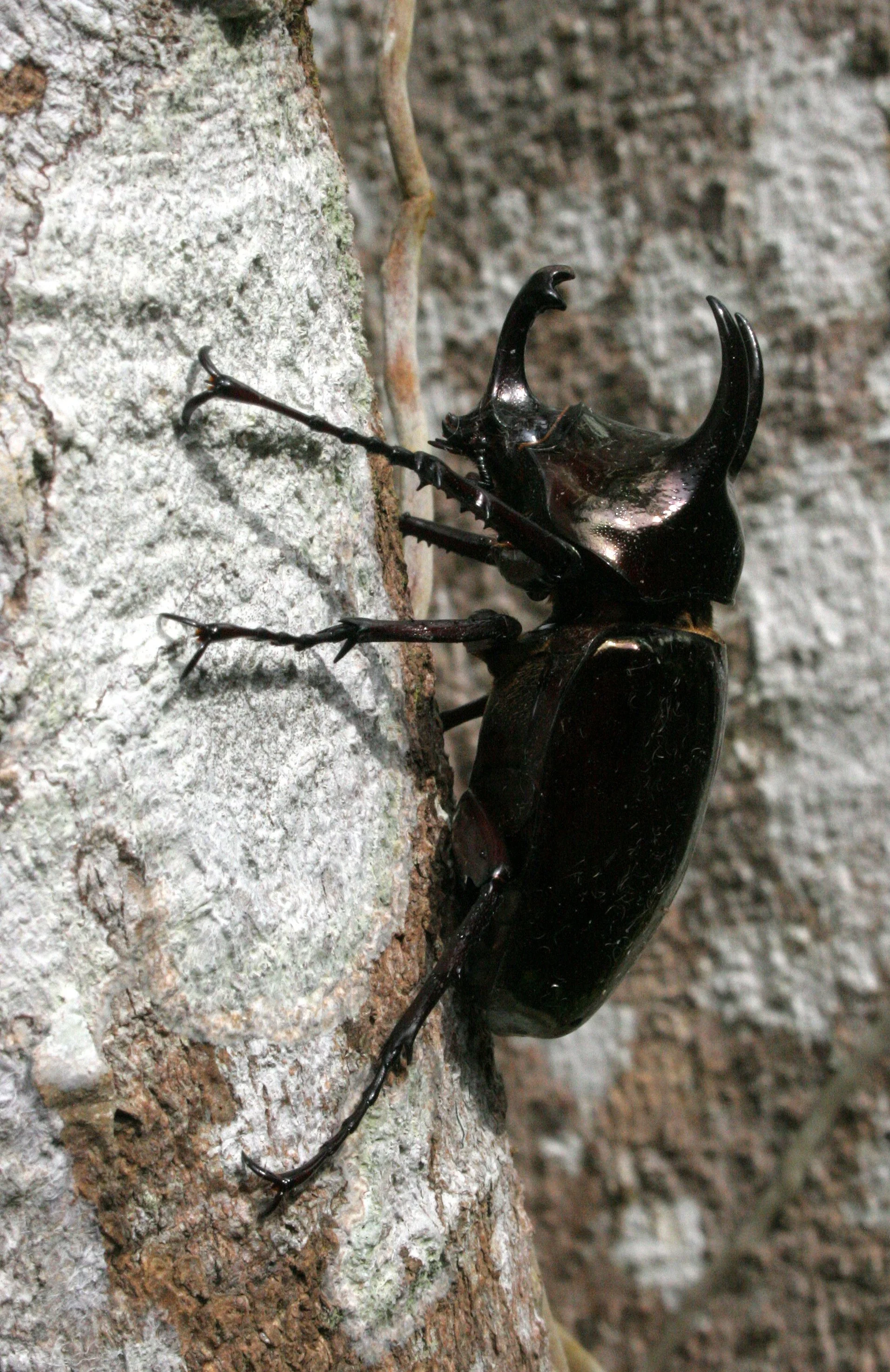 Chalcosoma mollenkampi - Tabin Wildlife Reserve, Sahah, Malaysia, Borneo (7).JPG