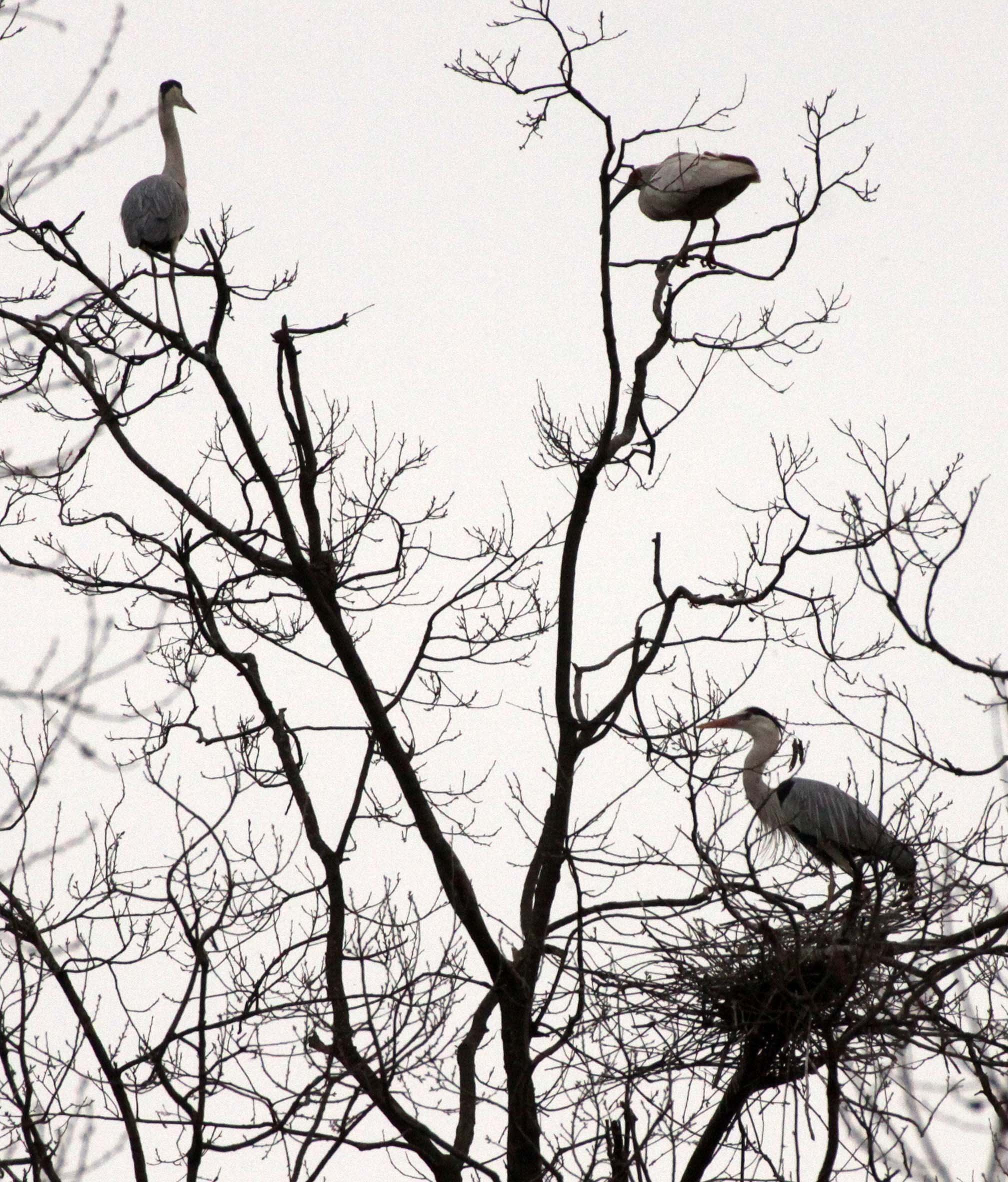 HERON - GREY HERON -  Ardea cinerea - YANG COUNTY CHINA (6).JPG