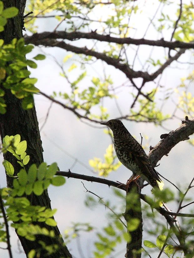 White's Thrush (Zoothera aurea) Nankou Rudong China (3).JPG