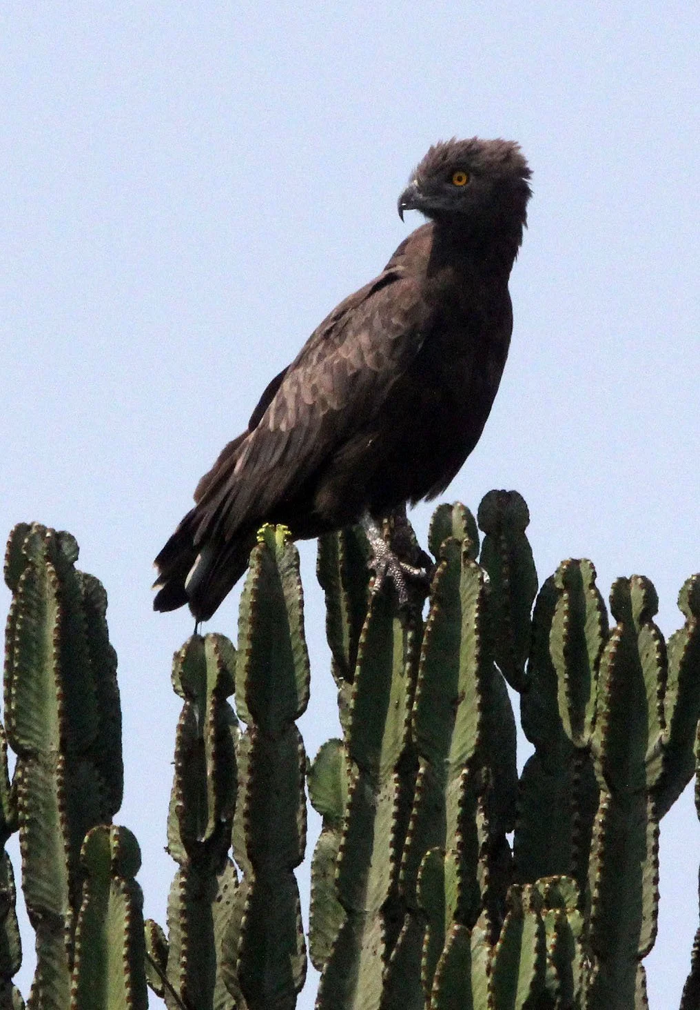 Circaetus cinereus - BROWN SNAKE EAGLE - QUEEN ELIZABETH NATIONAL PARK UGANDA (24).JPG
