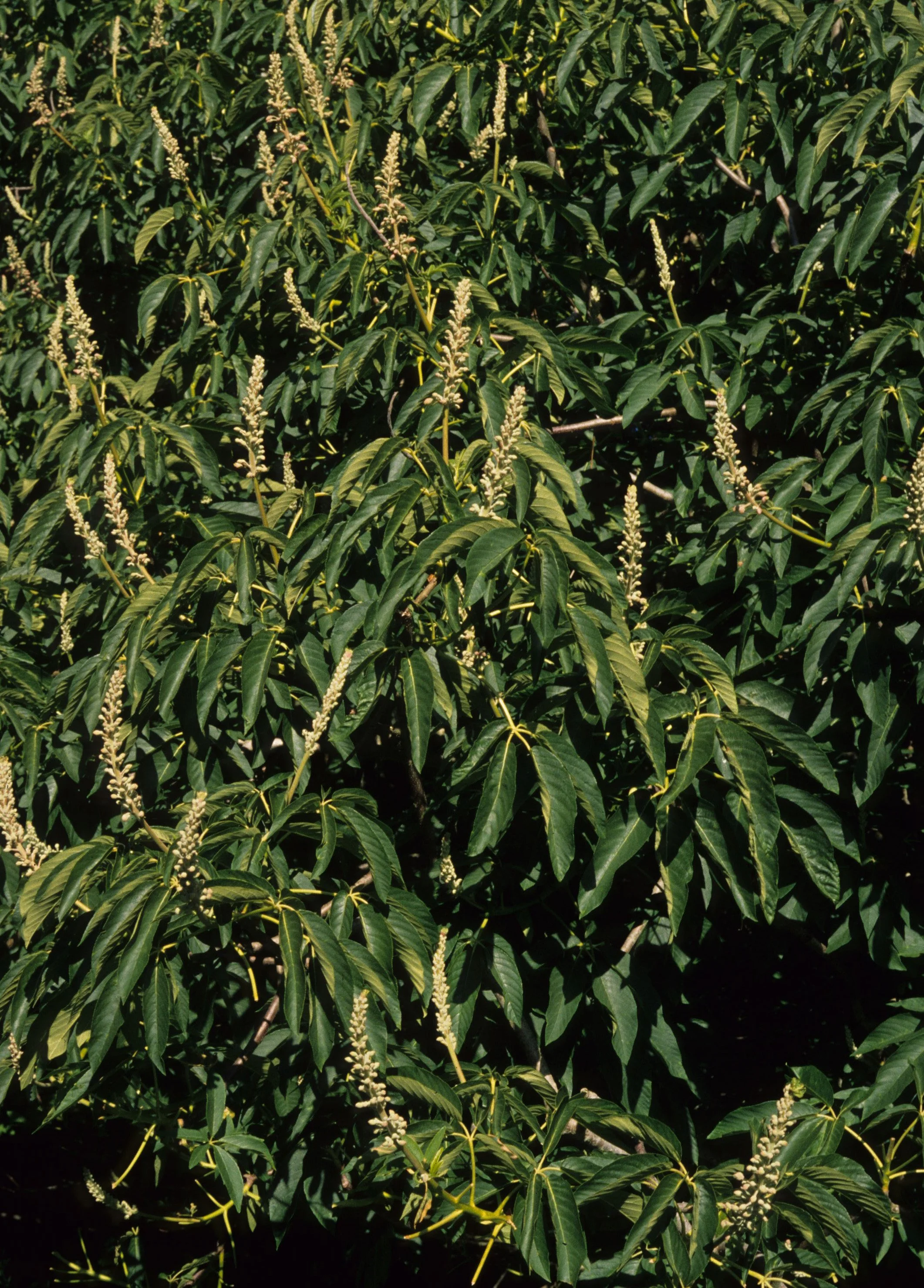 AMERICAN RIVER - AESCULUS CALIFORNICA - CALIFORNIA BUCKEYE.jpg