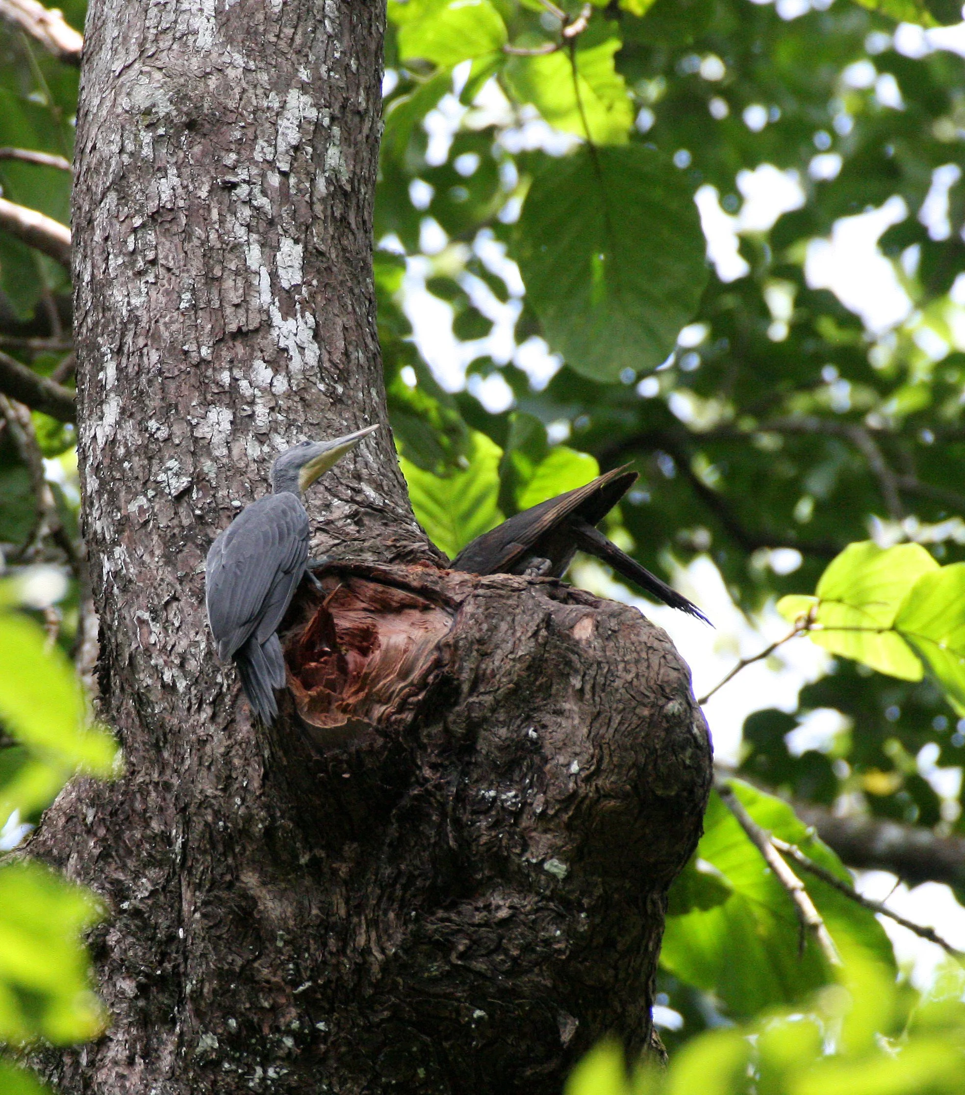 WOODPECKER - GREAT-SLATY WOODPECKER - Mulleripicus pulverulentus - KAENG KRACHAN NP THAILAND (19).JPG