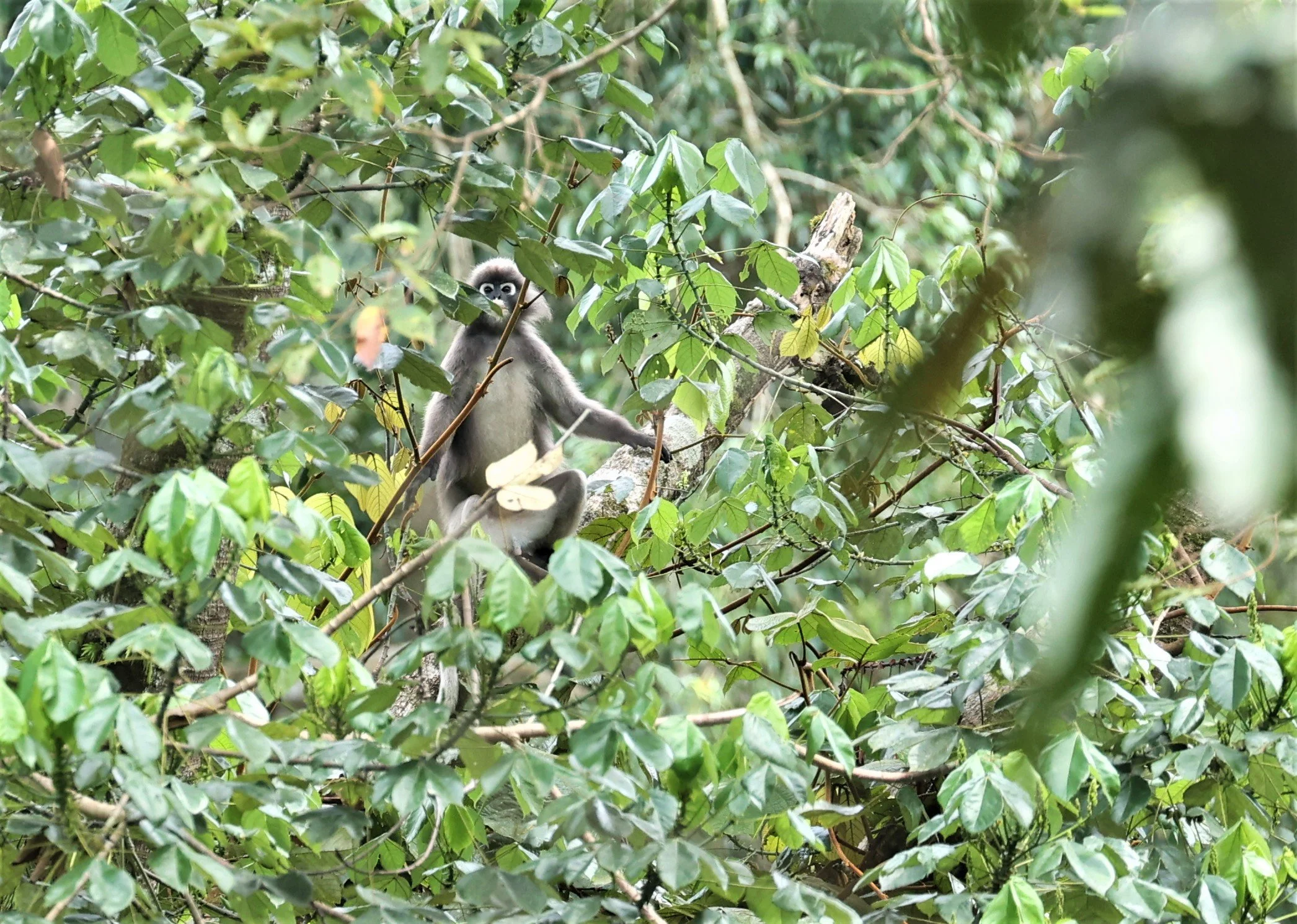 CERCOPITHECIDAE - Trachypithecus obscurus - DUSKY LANGUR - HALA BALA WILDLIFE SANCTUARY APRIL 2022 (30).jpg