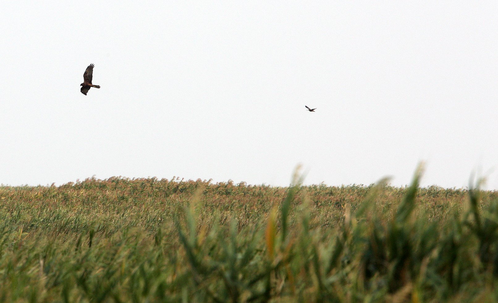 Circus spilonotus - EASTERN MARSH HARRIER - CIRCUS SPILONOTUS - CHONGMING ISLAND - DONGTAN WETLANDS RESERVE (6).JPG