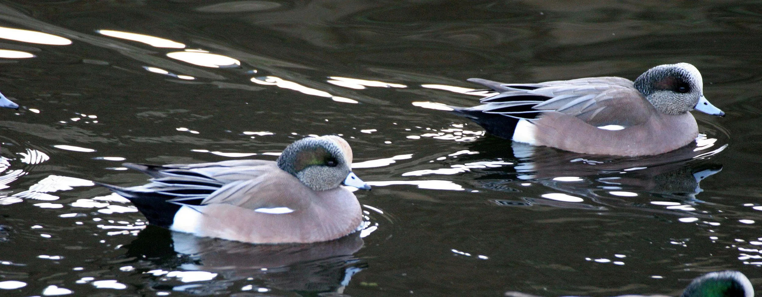 WIGEON - AMERICAN WIGEON - Mareca americana - PORT ANGELES HARBOR WASHINGTON (13).JPG
