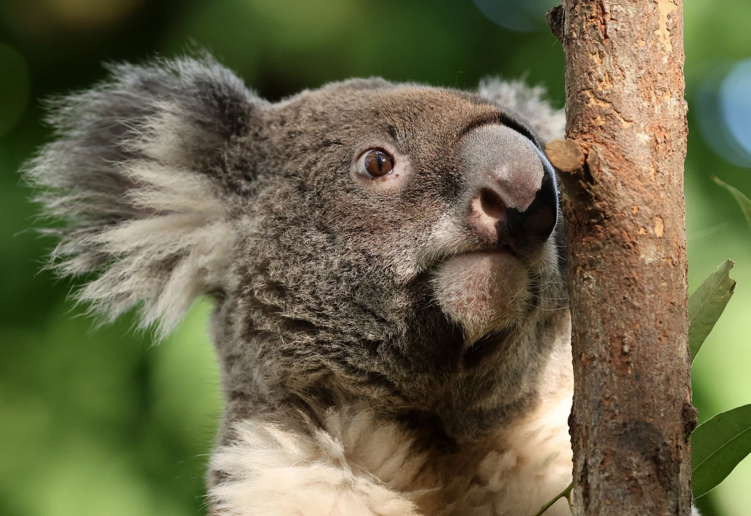 Queensland Koala (Phascolarctos cinereus adustus) Koala Trail Road and Locations South of Brisbane - Queensland