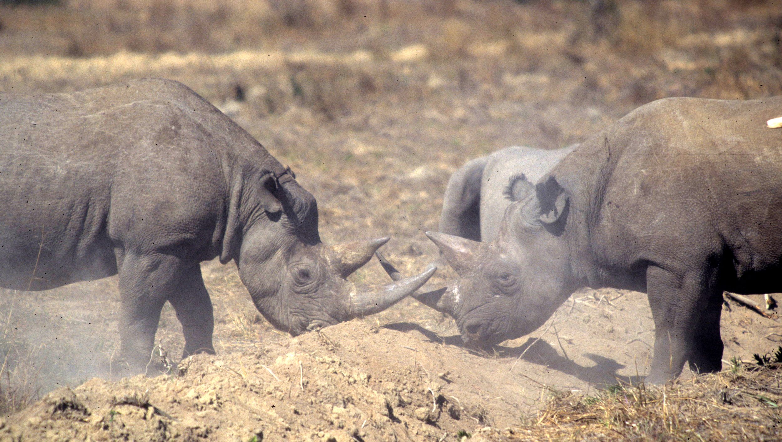 Diceros bicornis minor - SOUTH-CENTRAL BLACK RHINO - ZIMBABWE HWANGE (4).jpg