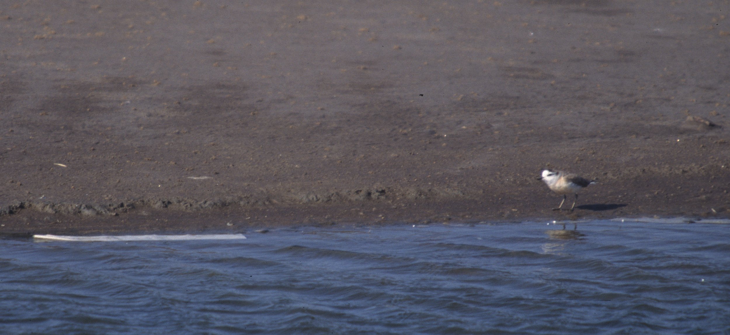BIRDS - PLOVER - KITTLITZS - NAMIBIA.jpg