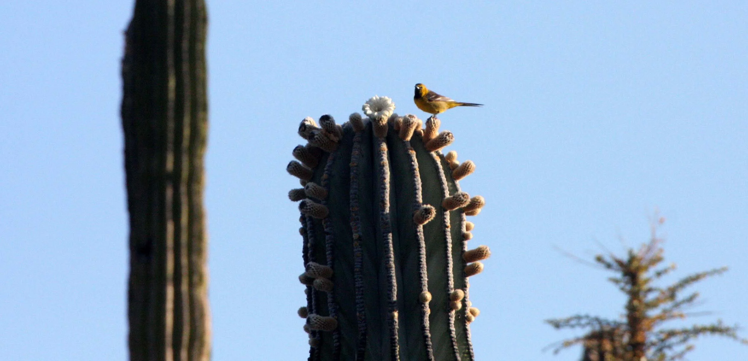 American Goldfinch (Spinus tristis) Catavina Desert, Baja Mexico (3).JPG