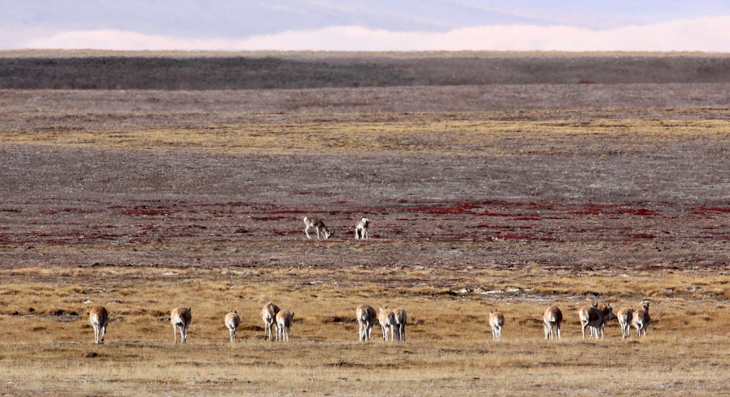 TIBETAN ANTELOPE -  Pantholops hodgsonii - KEKEXILI NATIONAL RESERVE - QINGHAI PROVINCE - CORE AREA (19).JPG