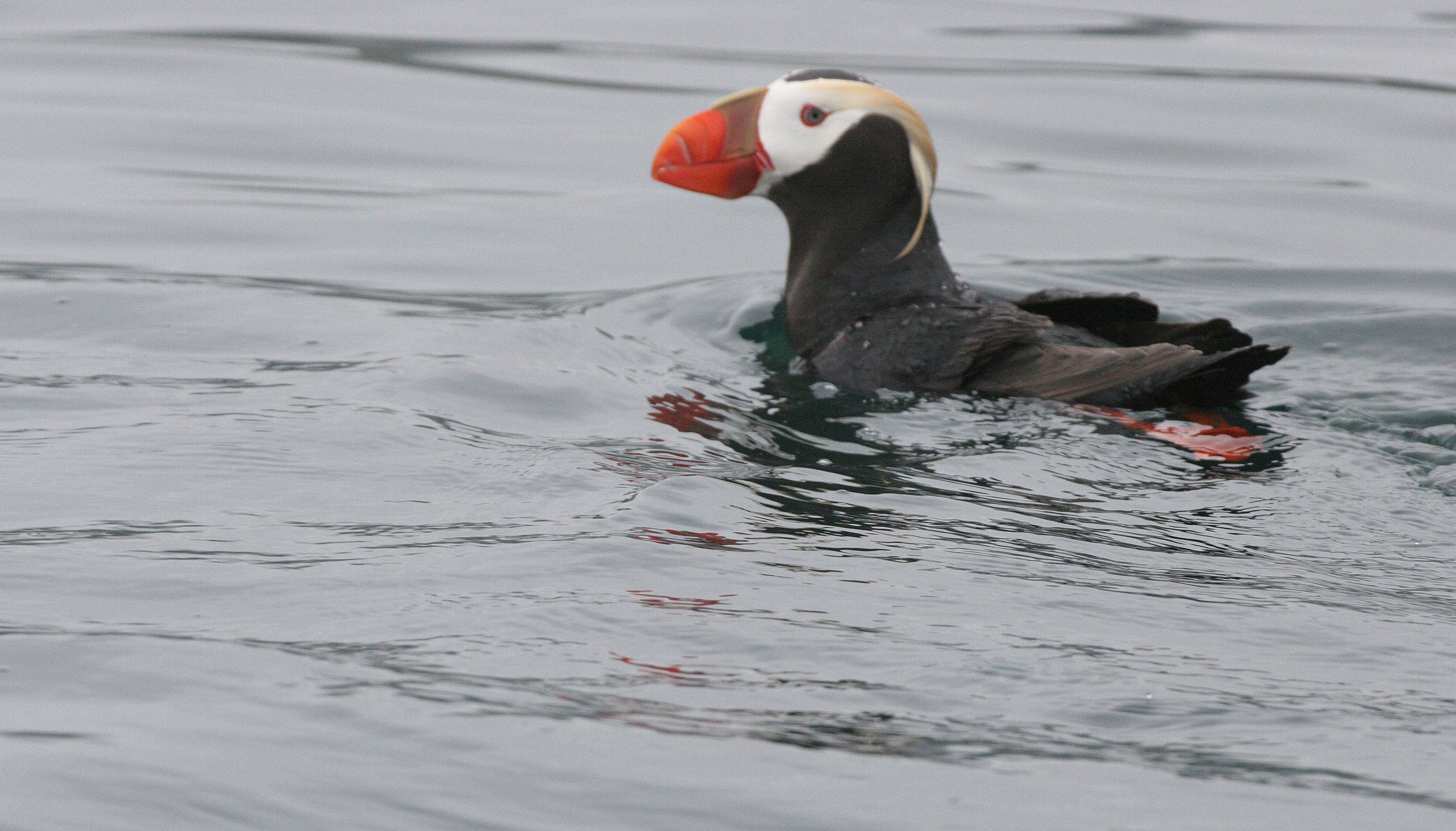 Fratercula cirrhata - TUFTED PUFFIN - OFF COAST OF KAMCHATKA (3).jpg