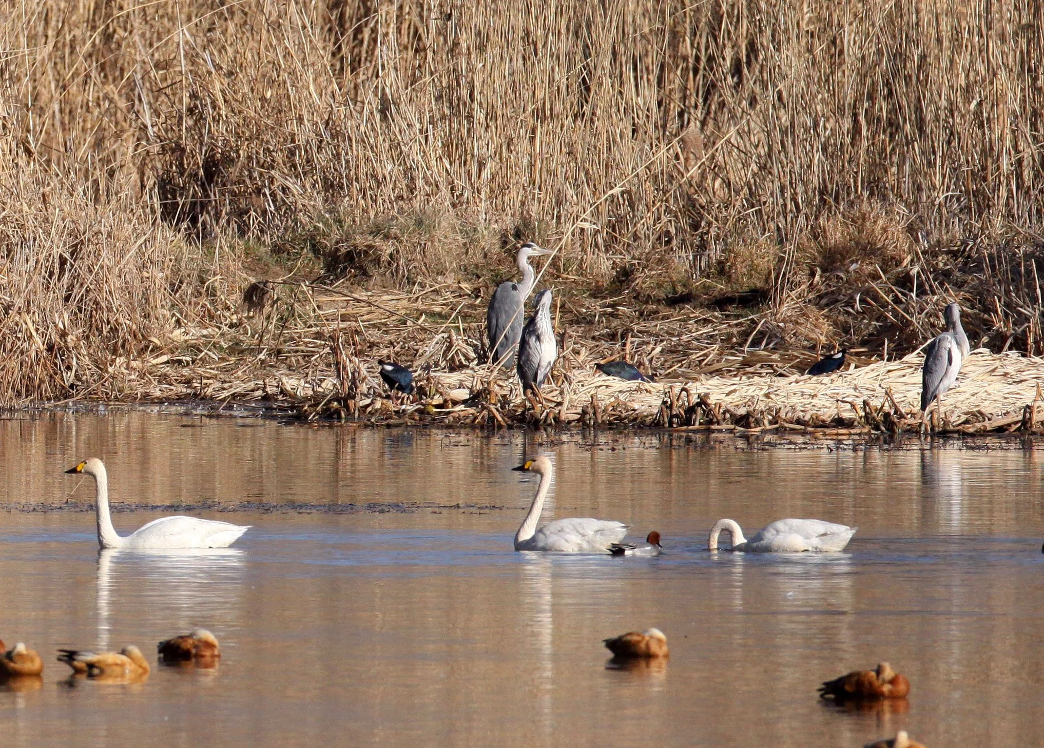 SWAN - TUNDRA SWAN - Cygnus columbianus - CAO HAI WETLANDS PARK NEAR LIJIANG YUNNAN CHINA (3).JPG