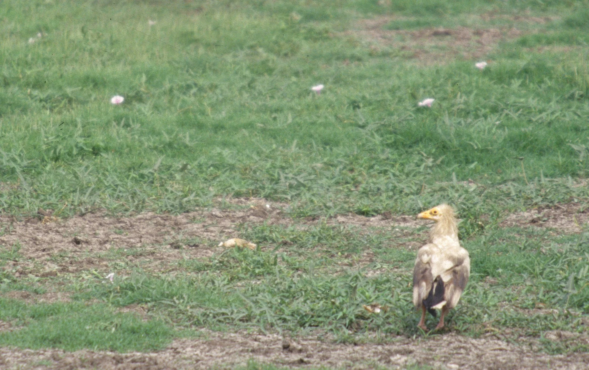 Neophron percnopterus - EGYPTIAN VULTURE - KENYA scanned slide.jpg