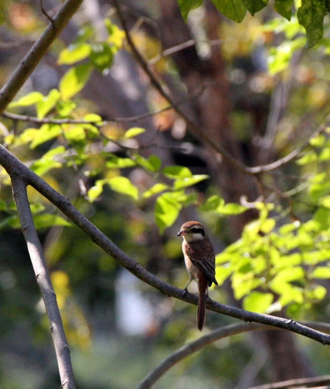 Brown Shrike (Lanius cristatus) Lumpini Park Bangkok (19).JPG